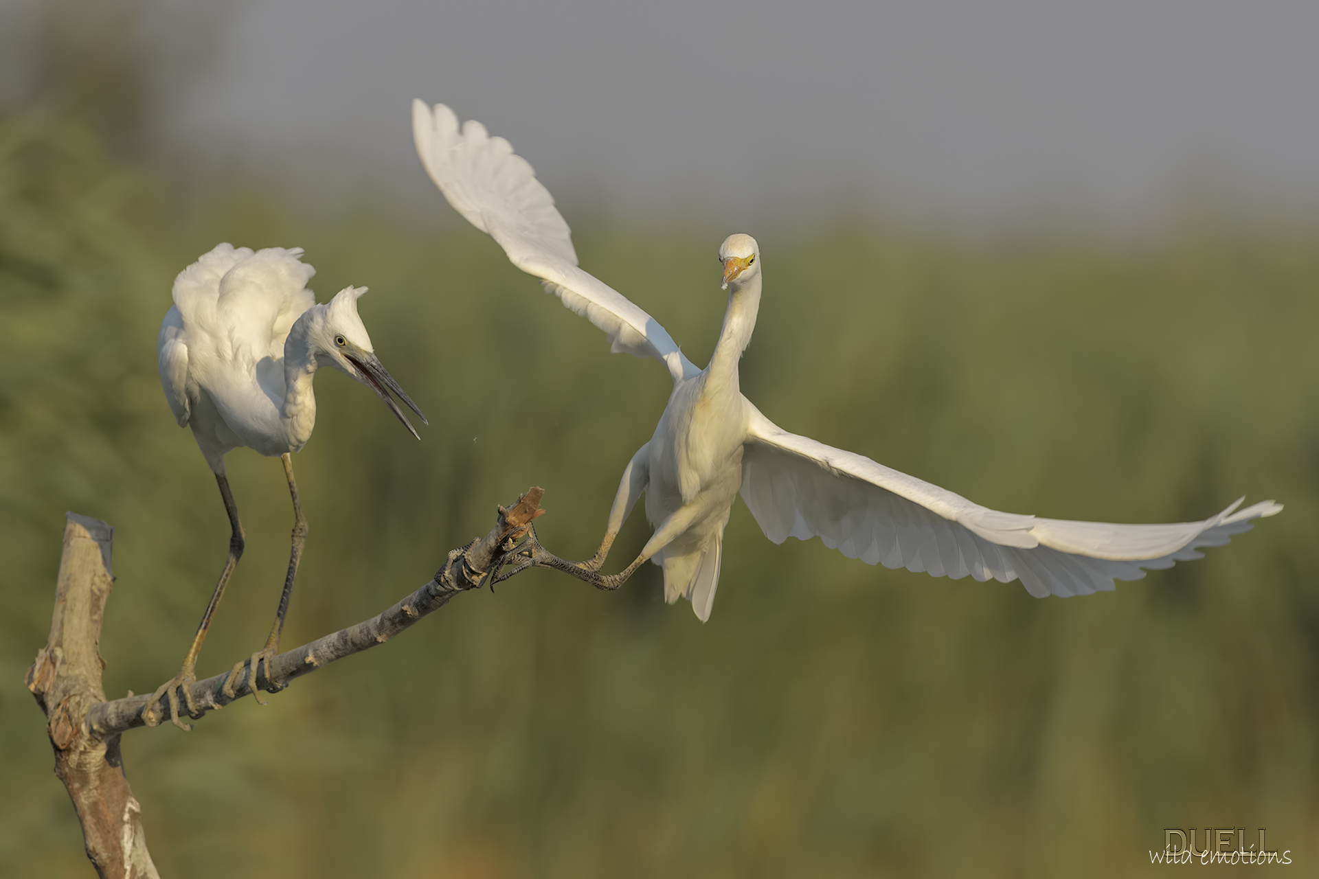 Livorno last frontier