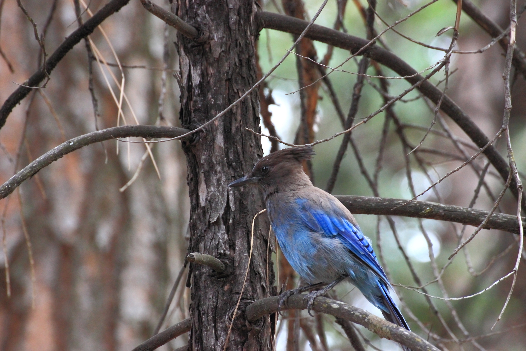 blue magpie in Yosemite ..