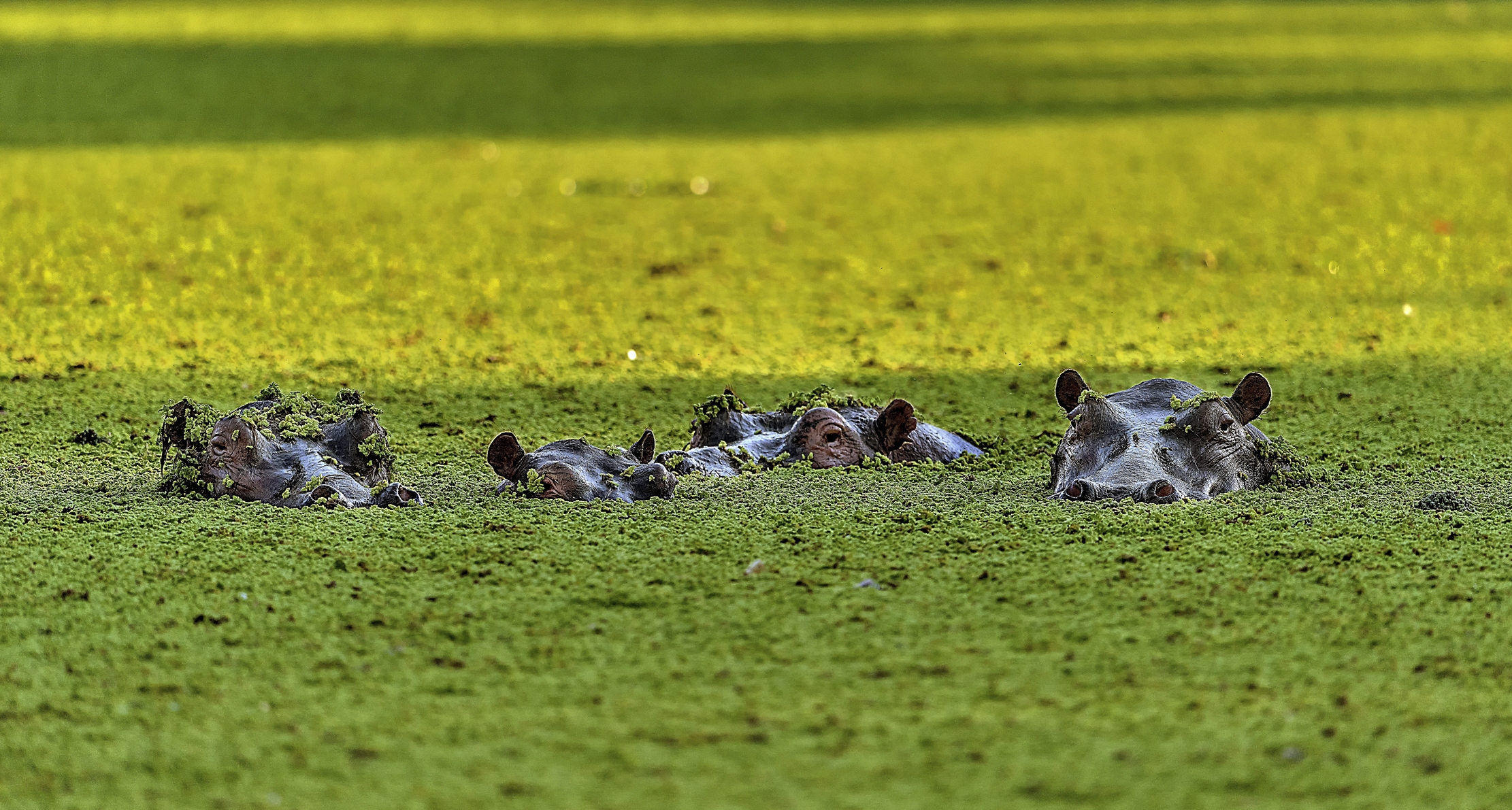 Zimbabwe 2015 - Nella laguna a Mana Polls
