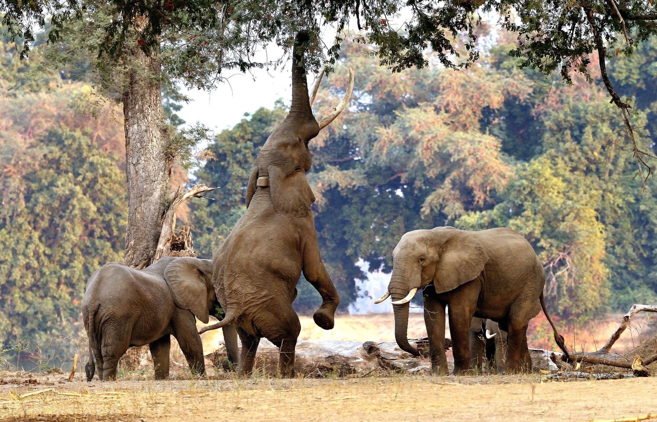 Zimbabwe 2015 - Boswells