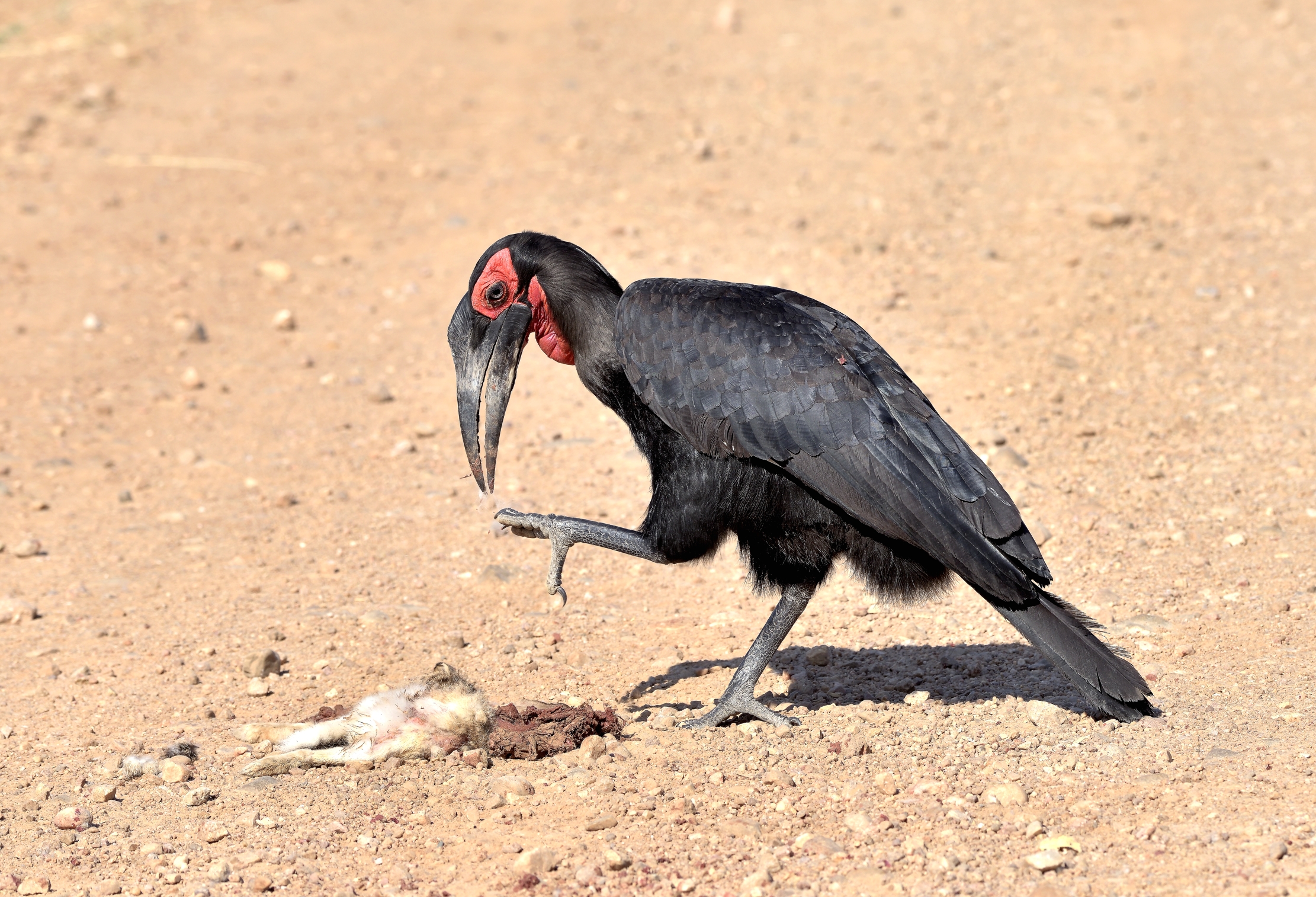 Zambia 2015 -  Bucorvo cafro (Bucero di terra)con preda