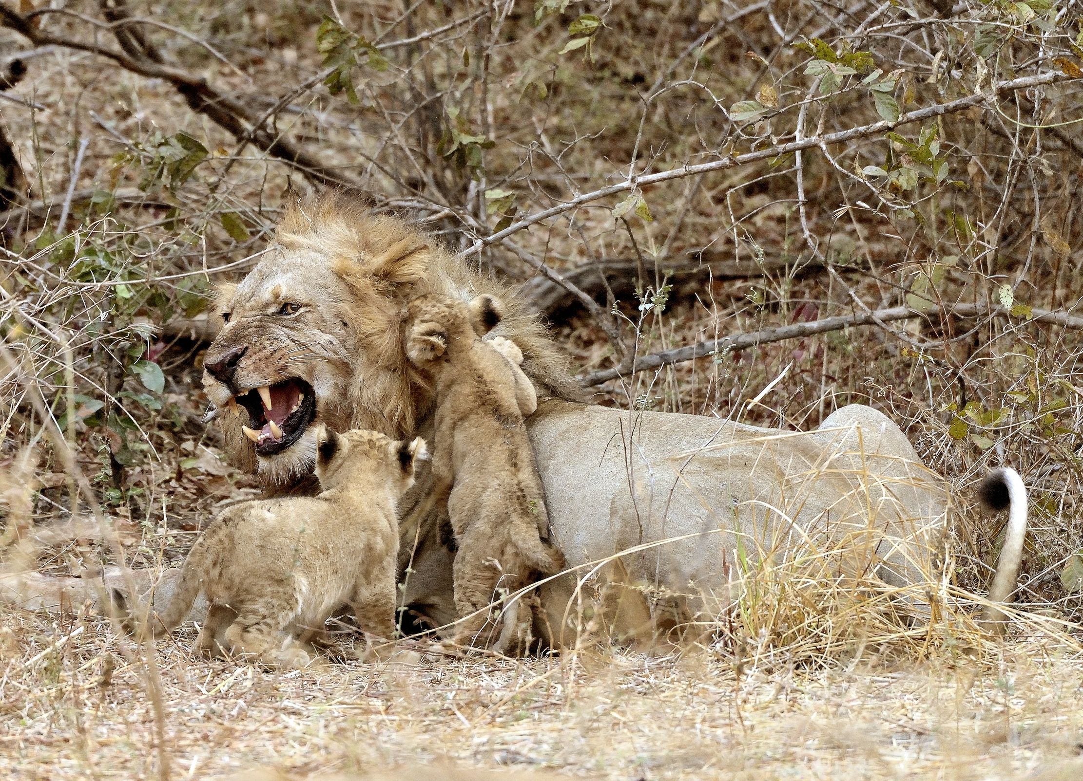 Zambia 2015 - Amore paterno