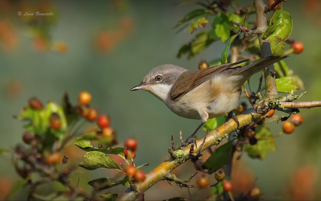 Whitethroat