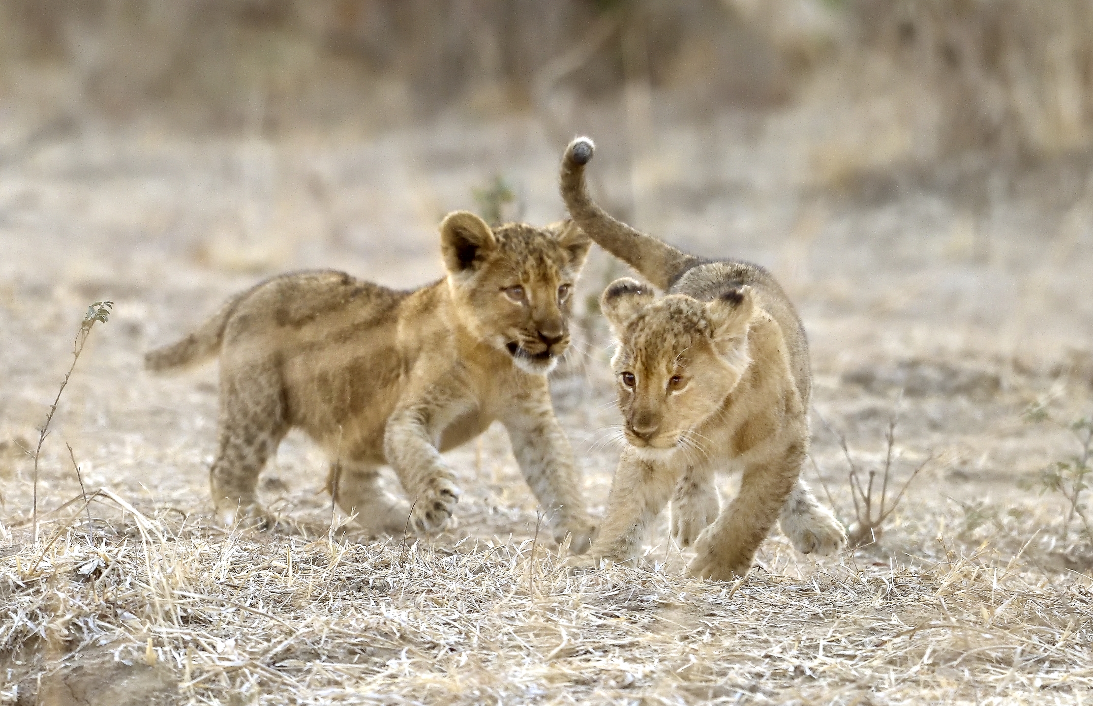 Zambia 2015 - Giochi