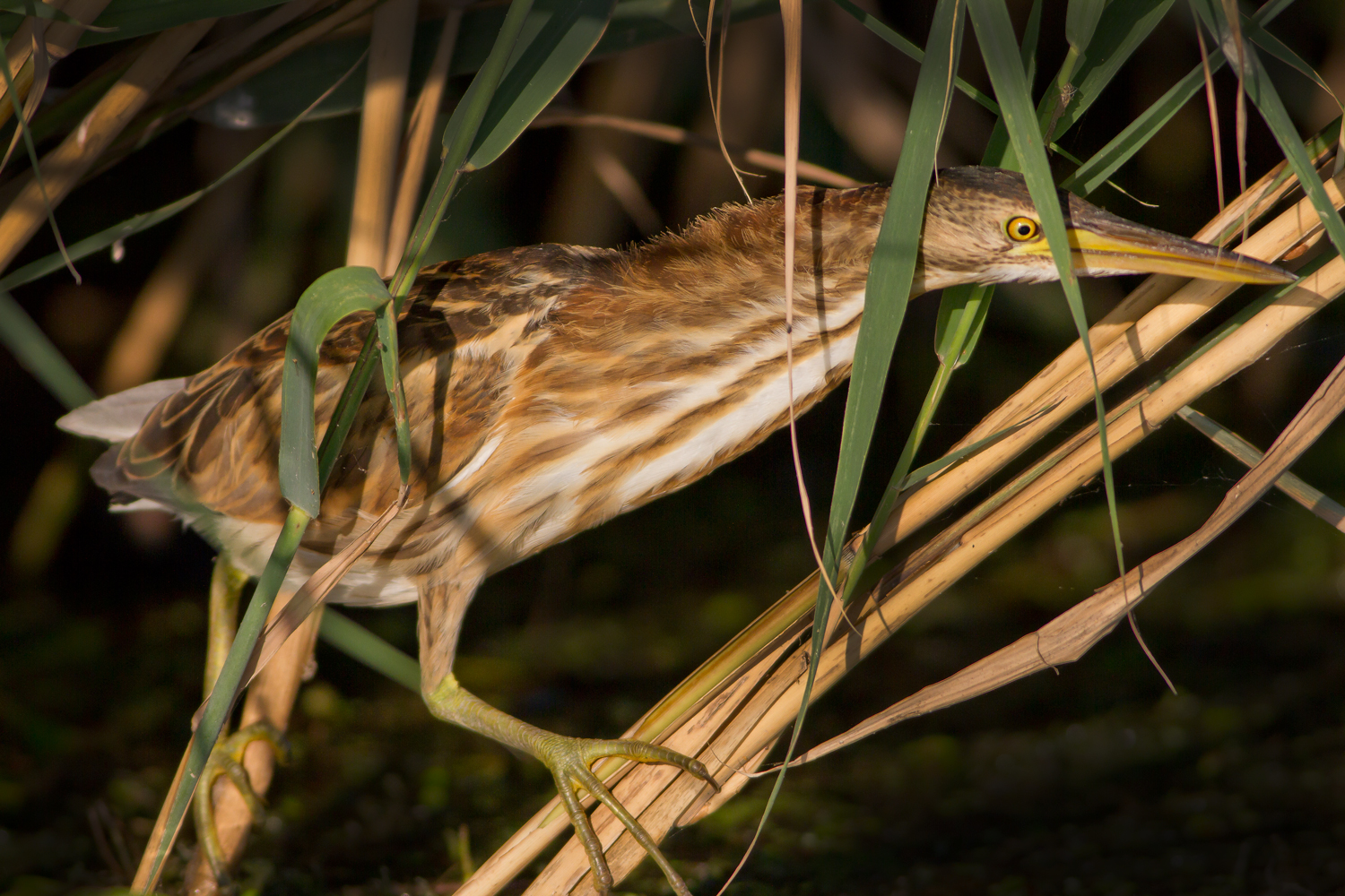 Young Bittern