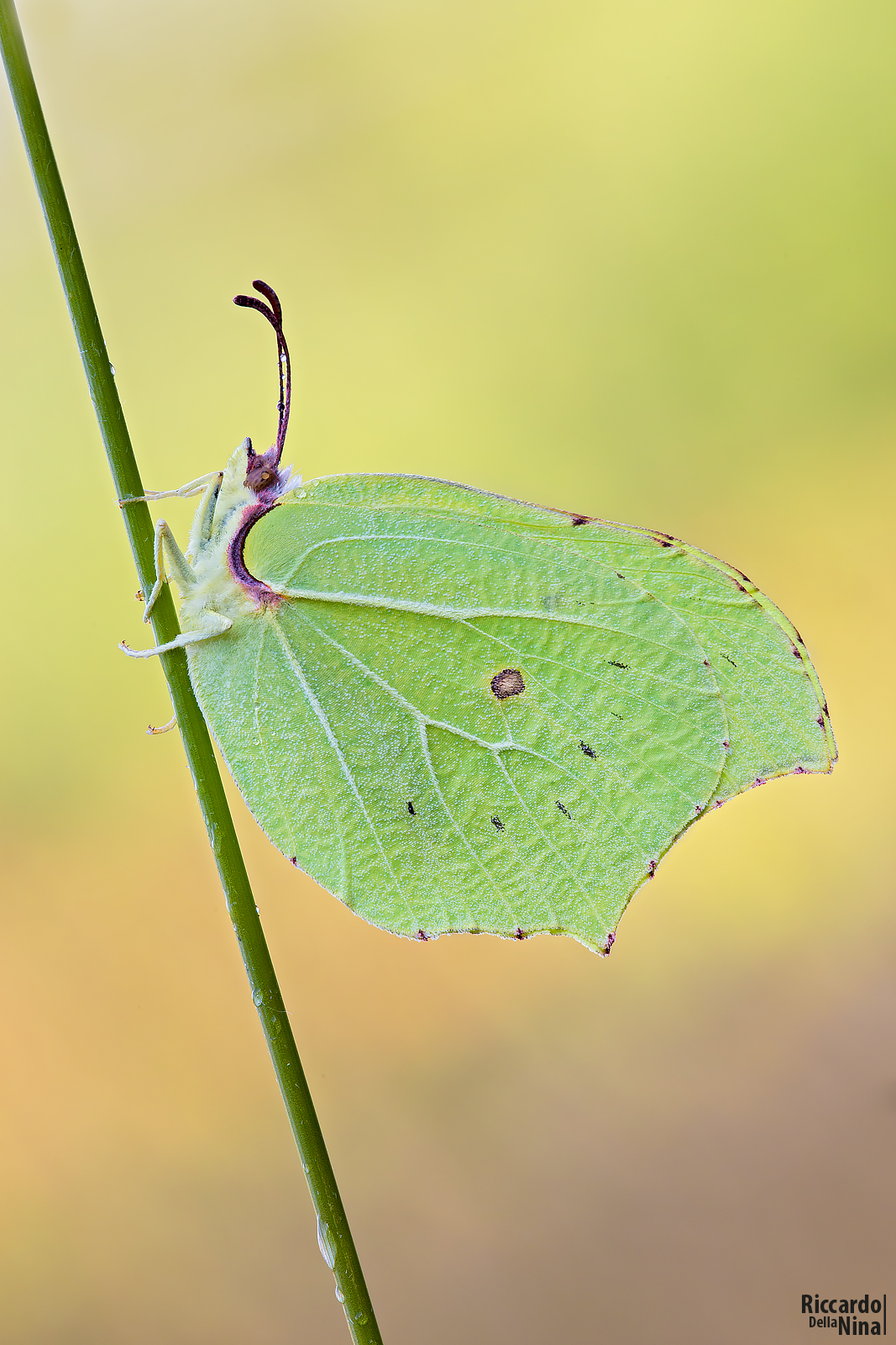 Gonepteryx rhamni