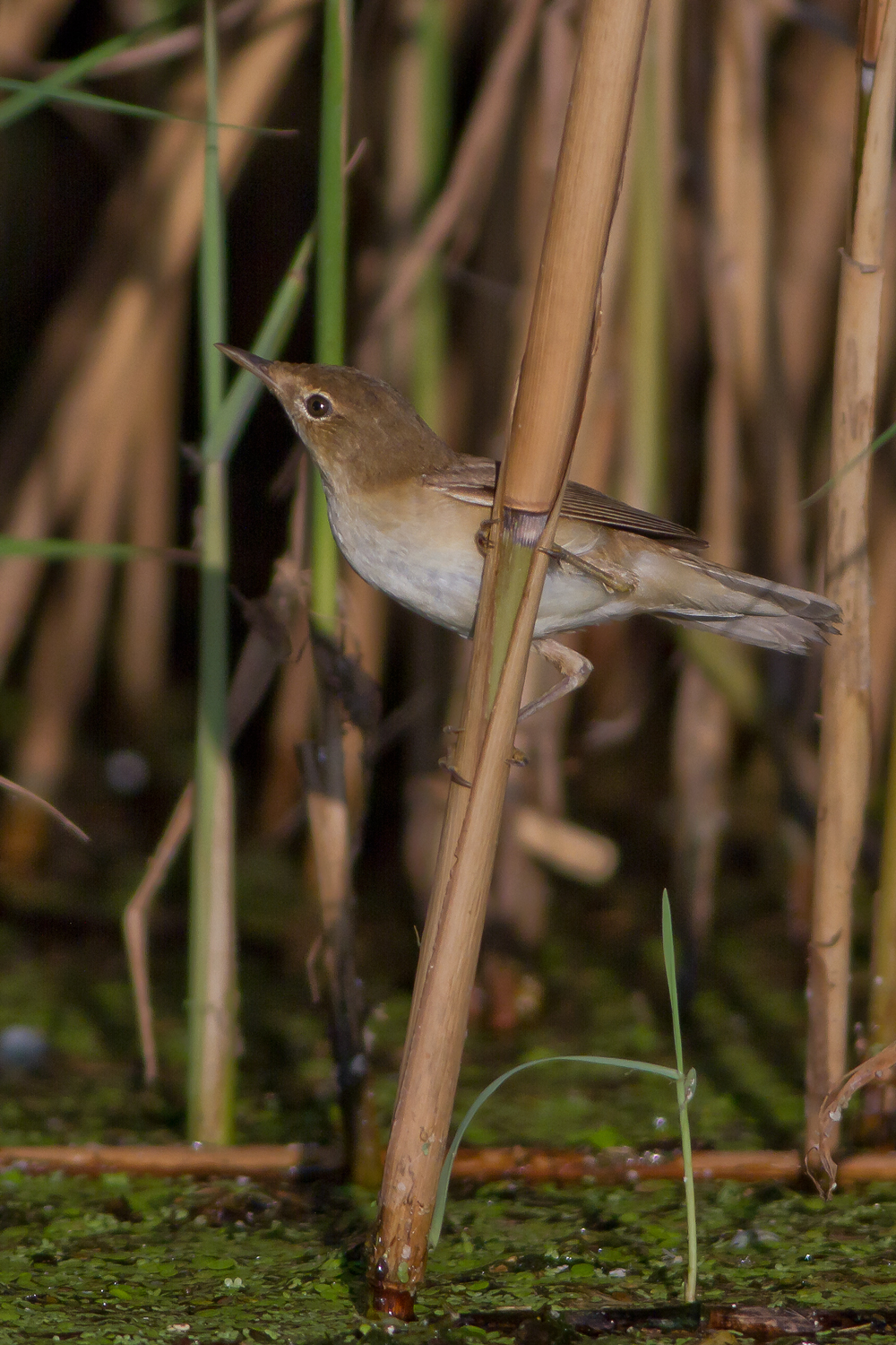 Reed warbler