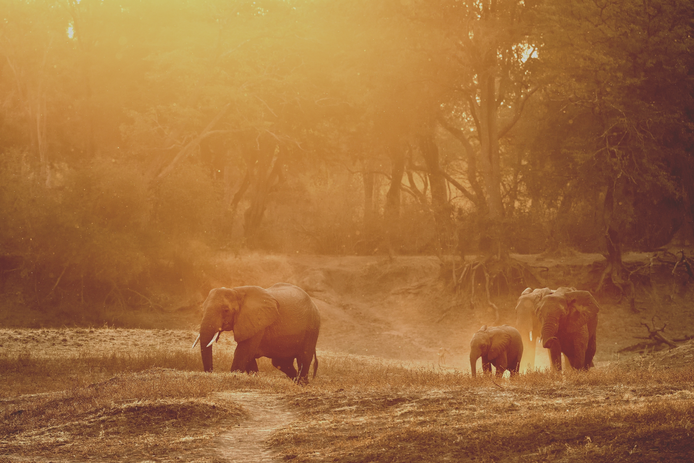 Zambia 2015 - Tramonto sul Luangwa