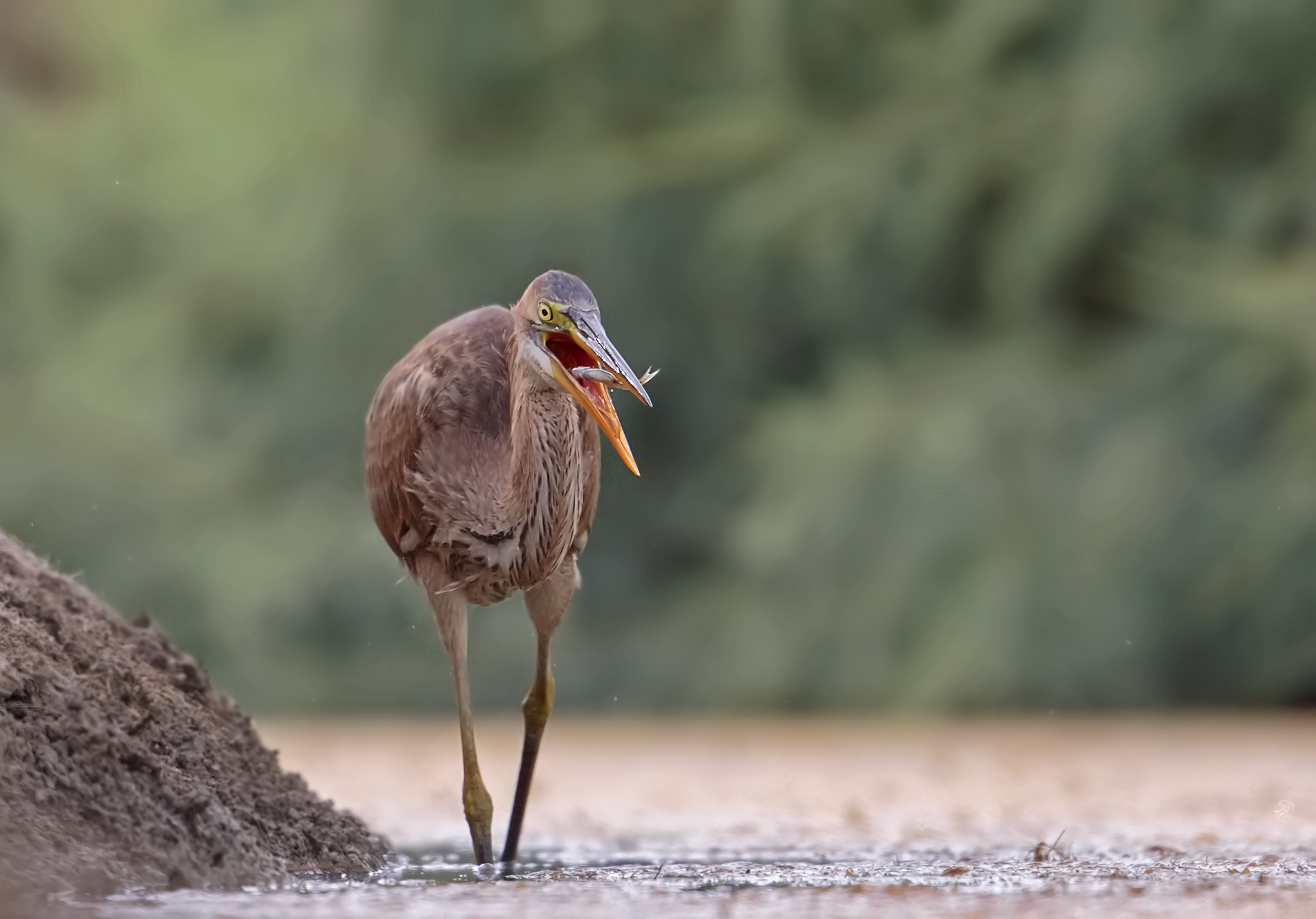Finalmente ..il rosso!