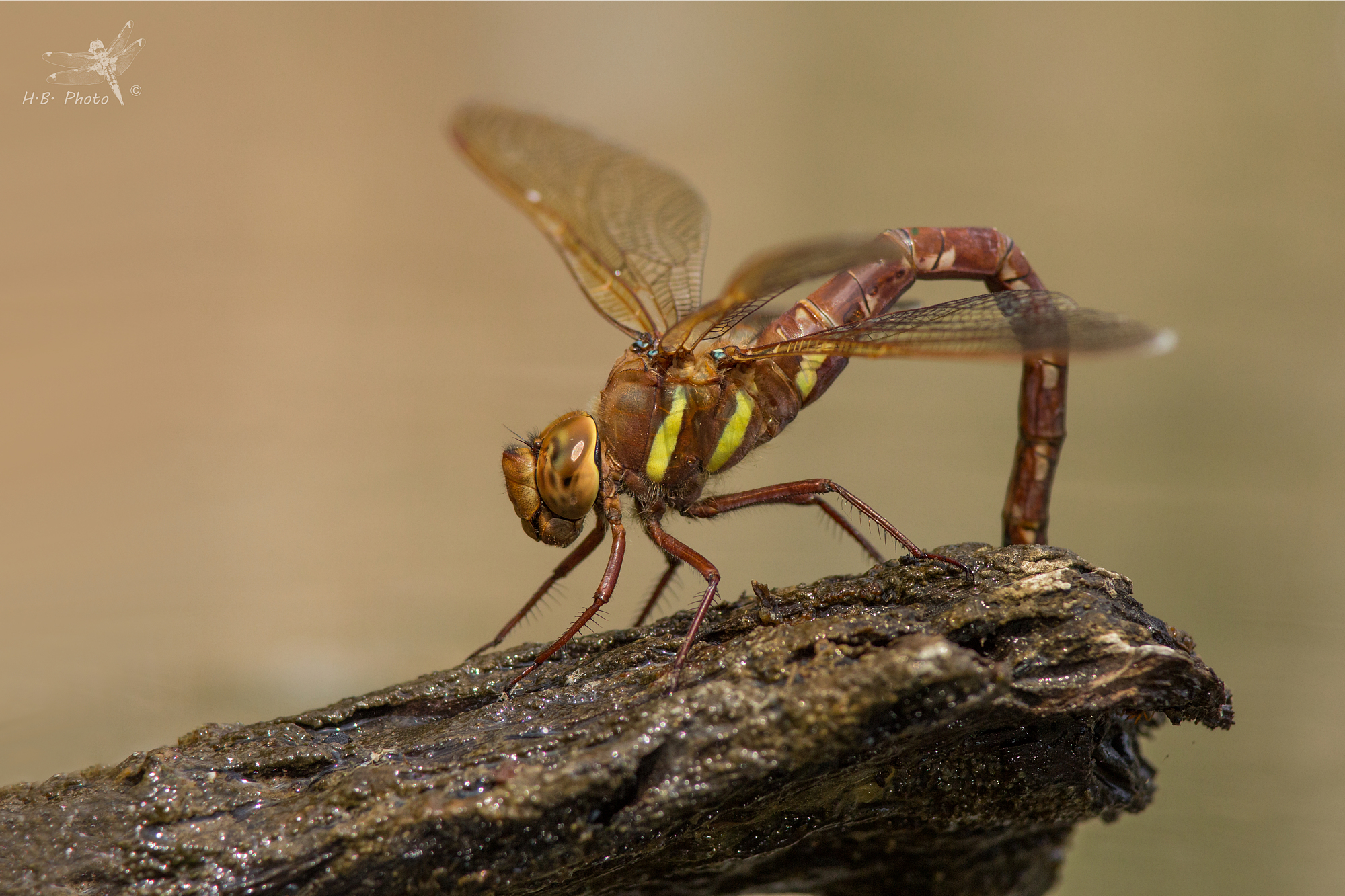 Aeshna grandis, female, oviposition