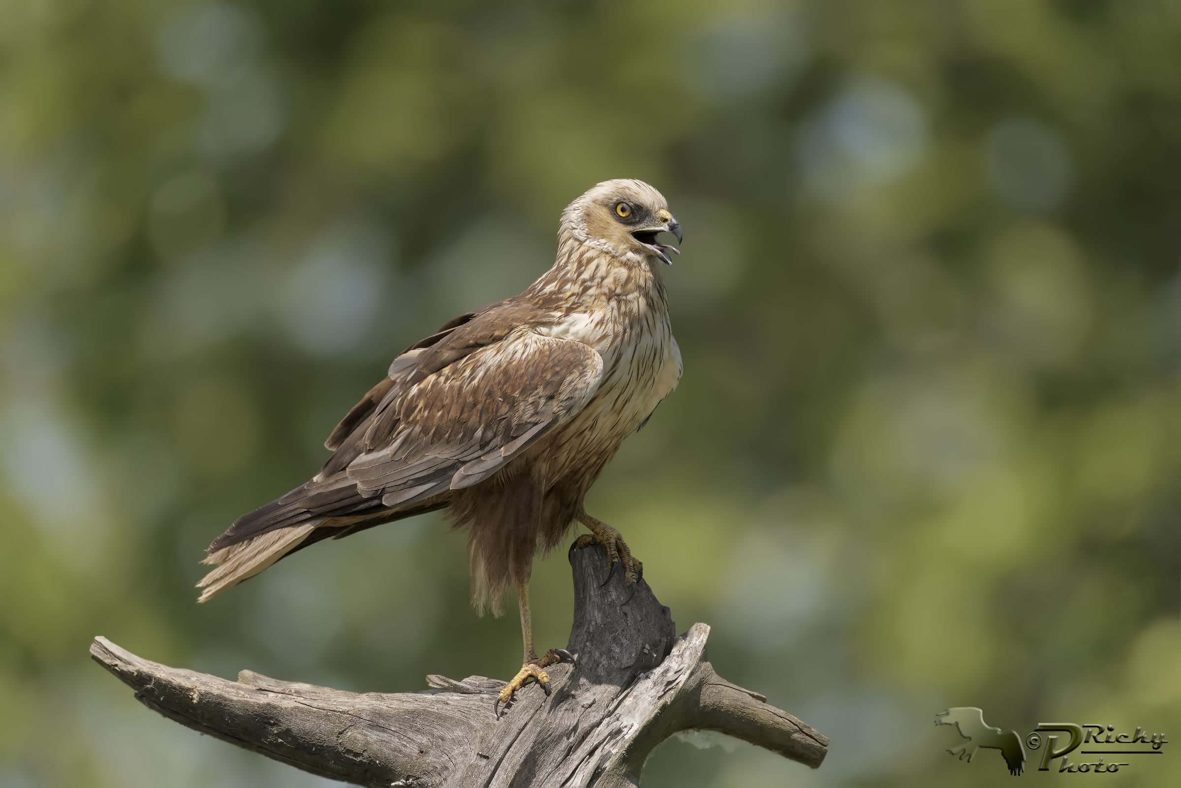 Marsh Harrier