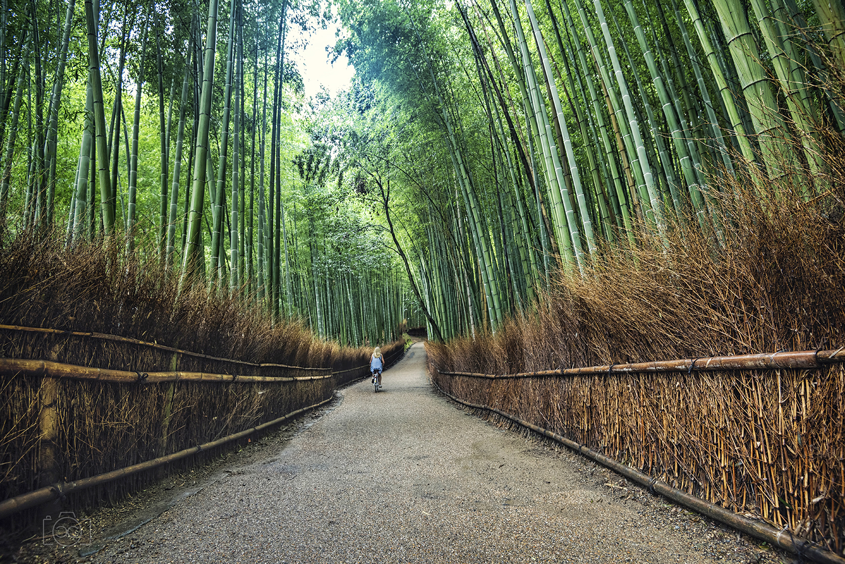 Bamboo forest