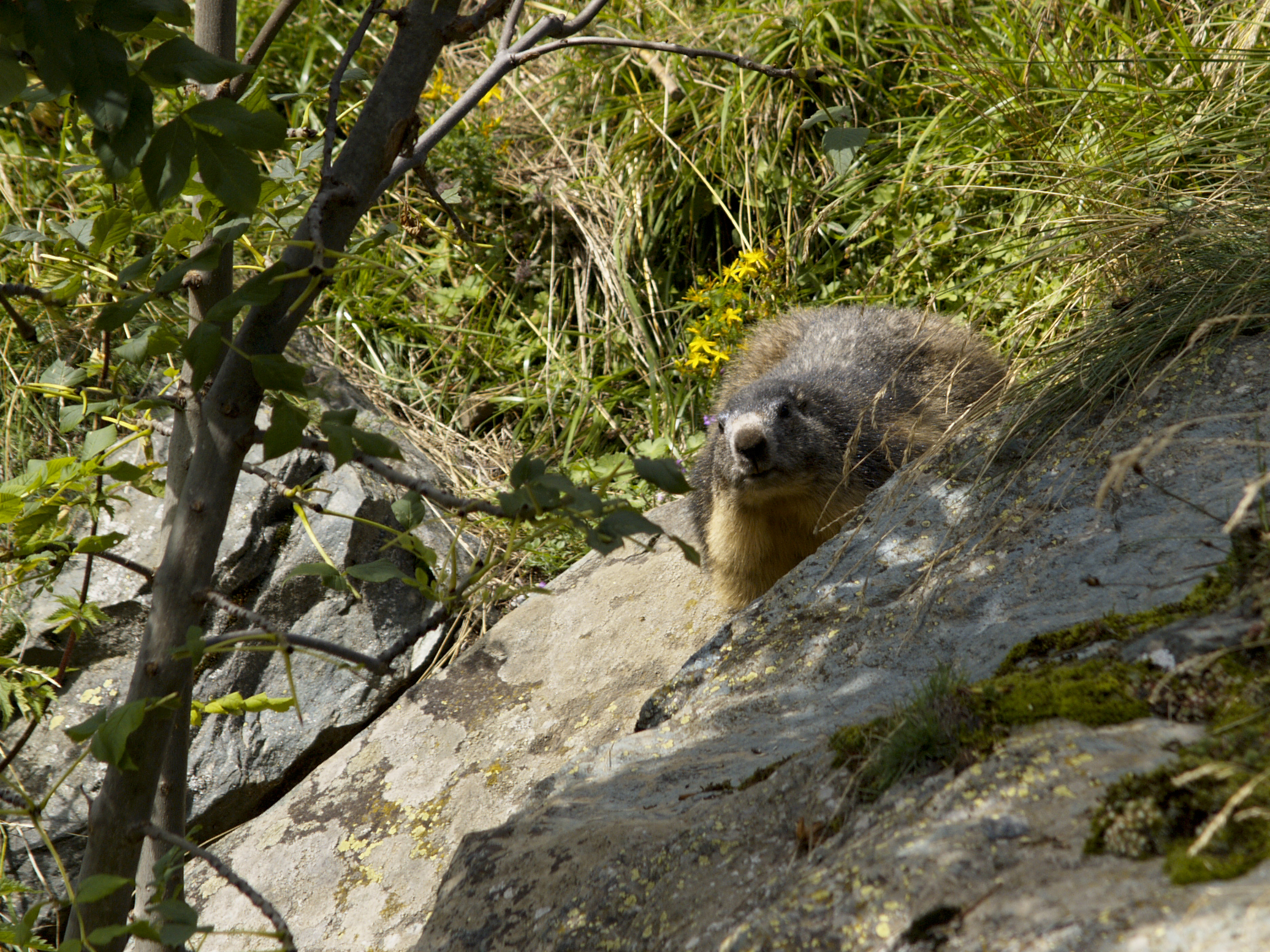 marmot