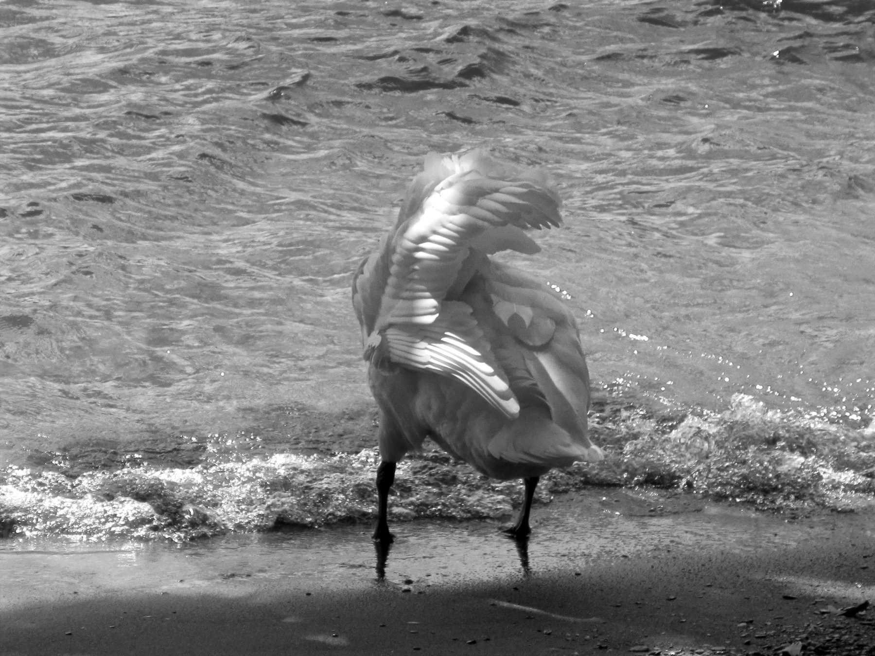 Feathers in the wind !!!