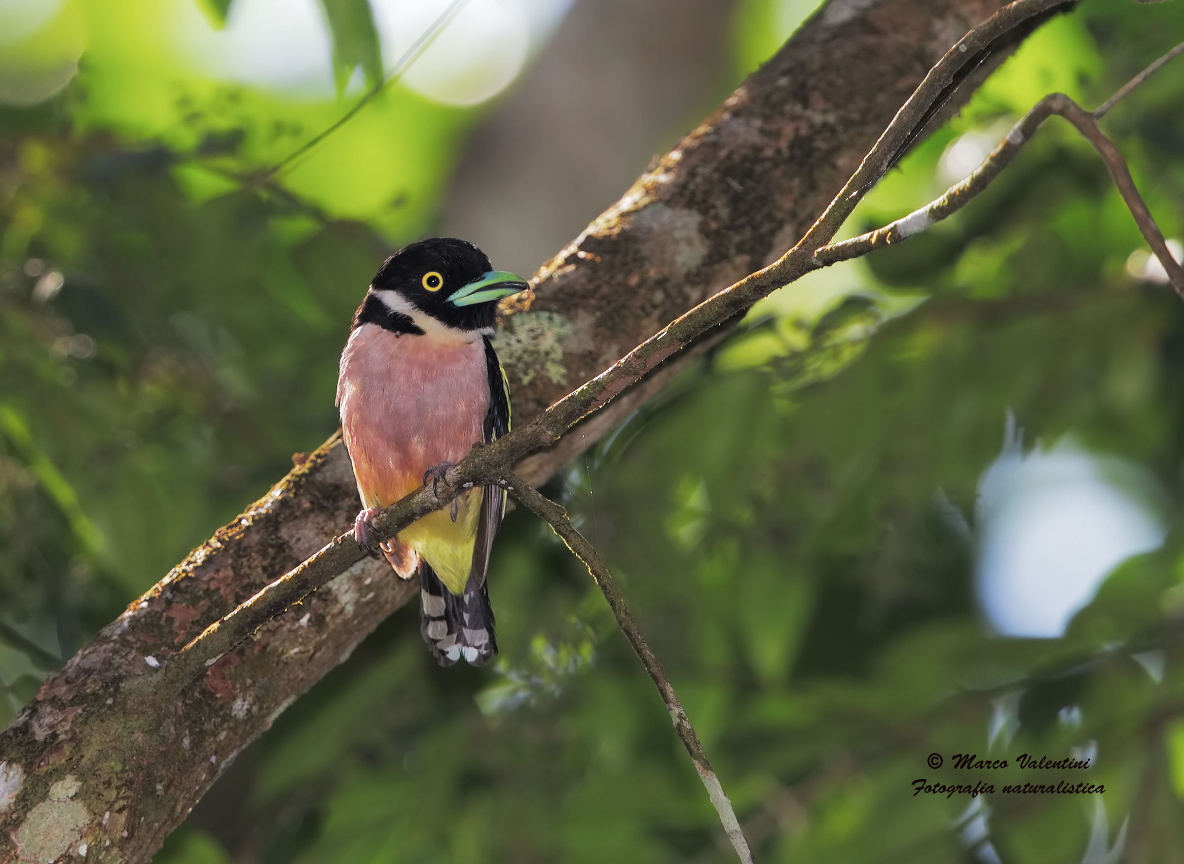 The great beak of the small broadbill