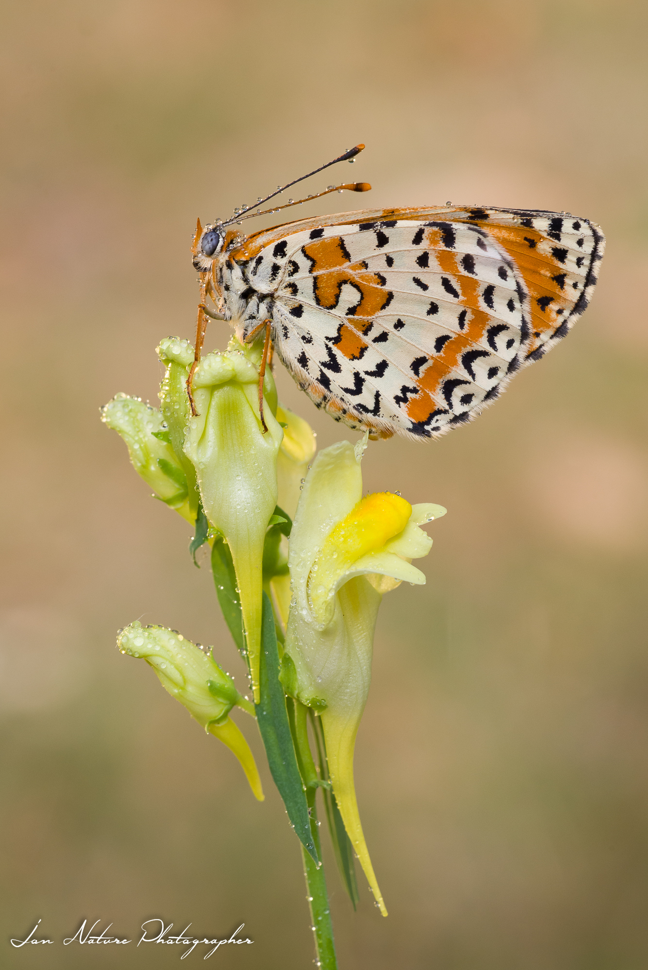 Melitaea