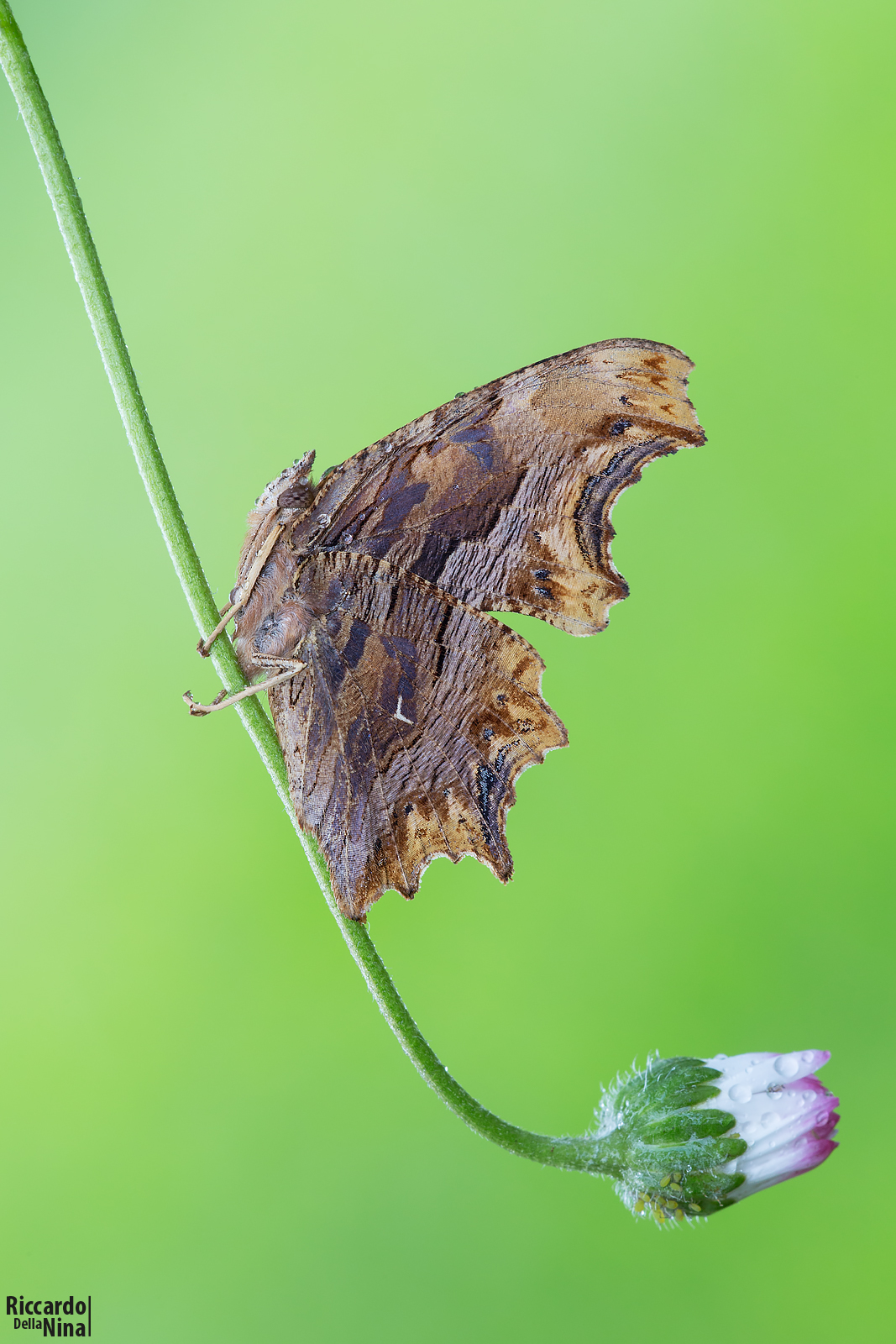 Polygonia egea.