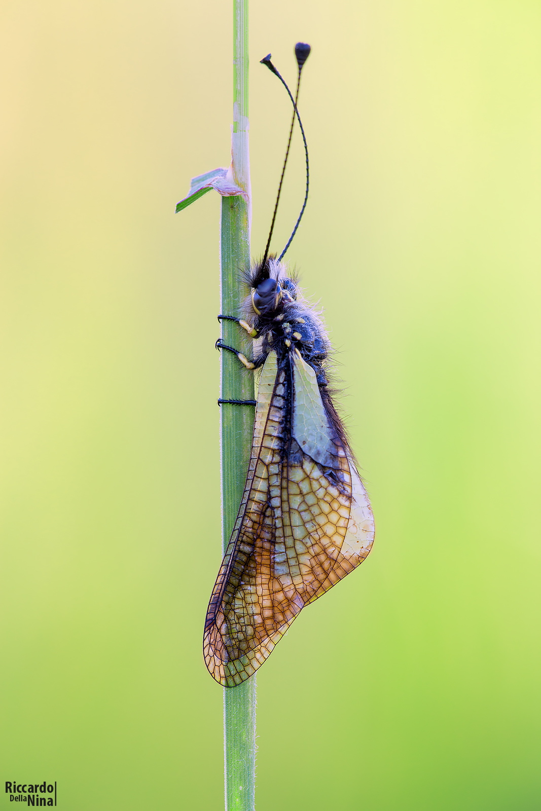 Coccajus Ascalafo (libelluloide)