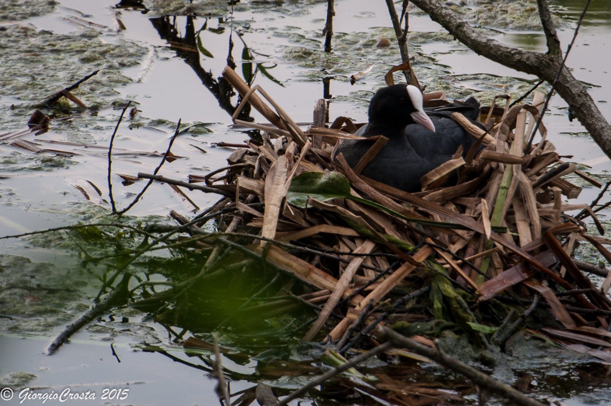 Nest Coot