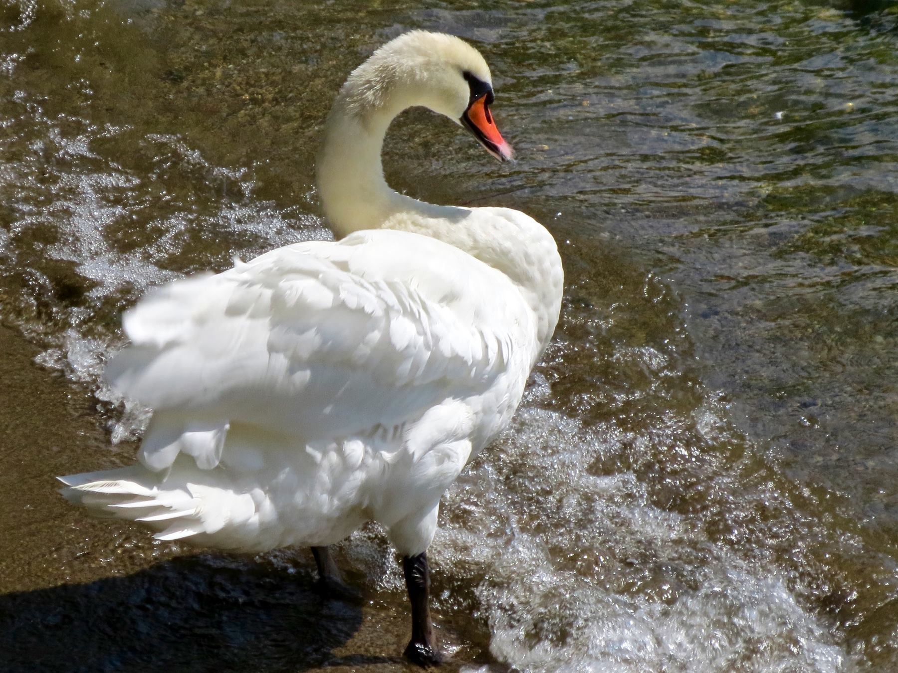 Swan swimmer !!!