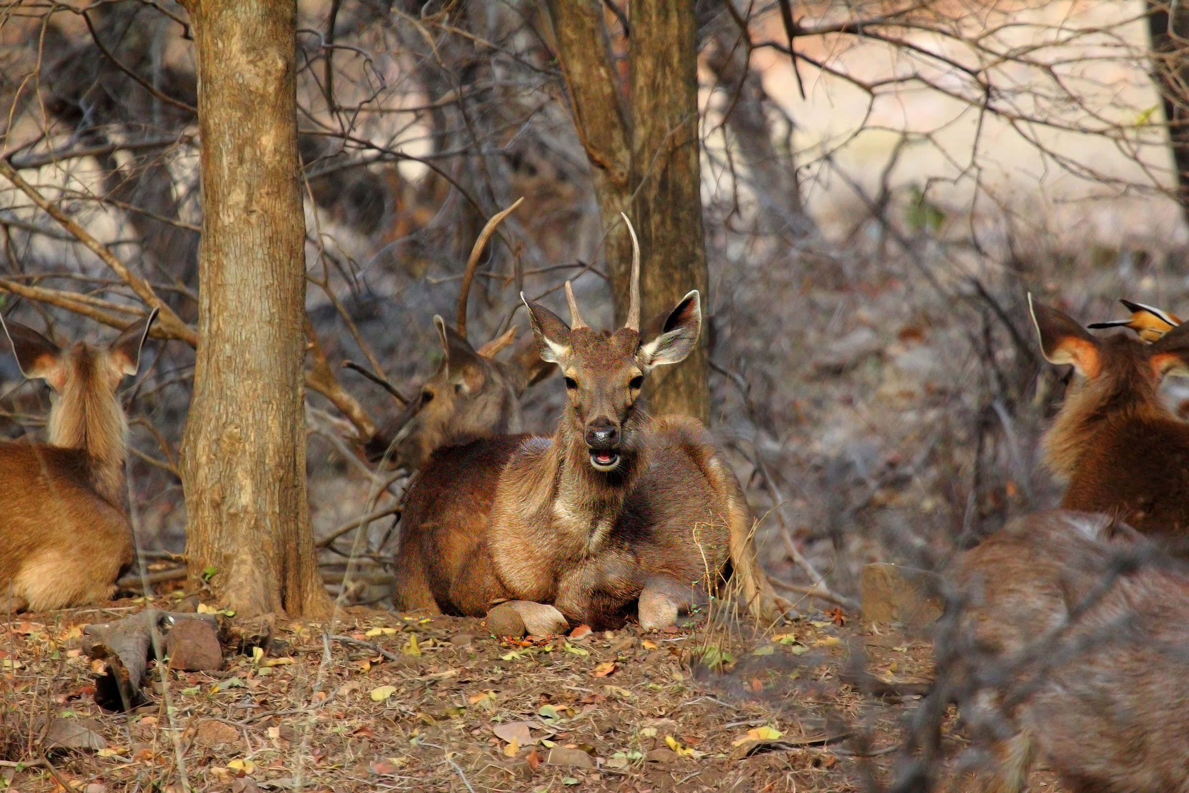 Sambar deer