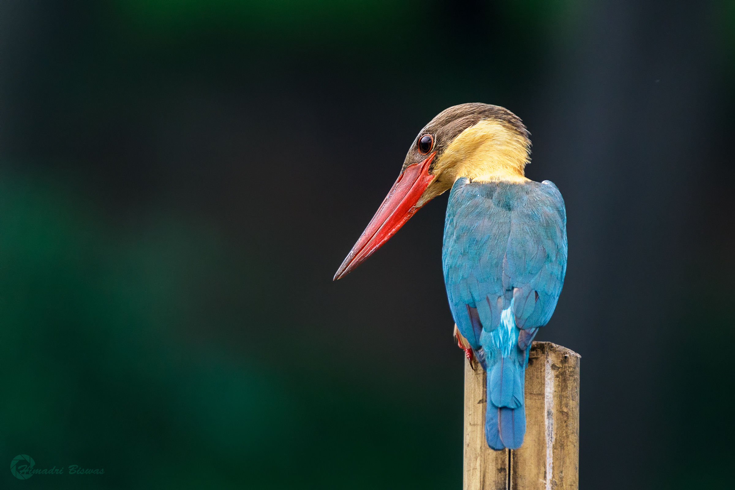 Stork-billed Kingfisher