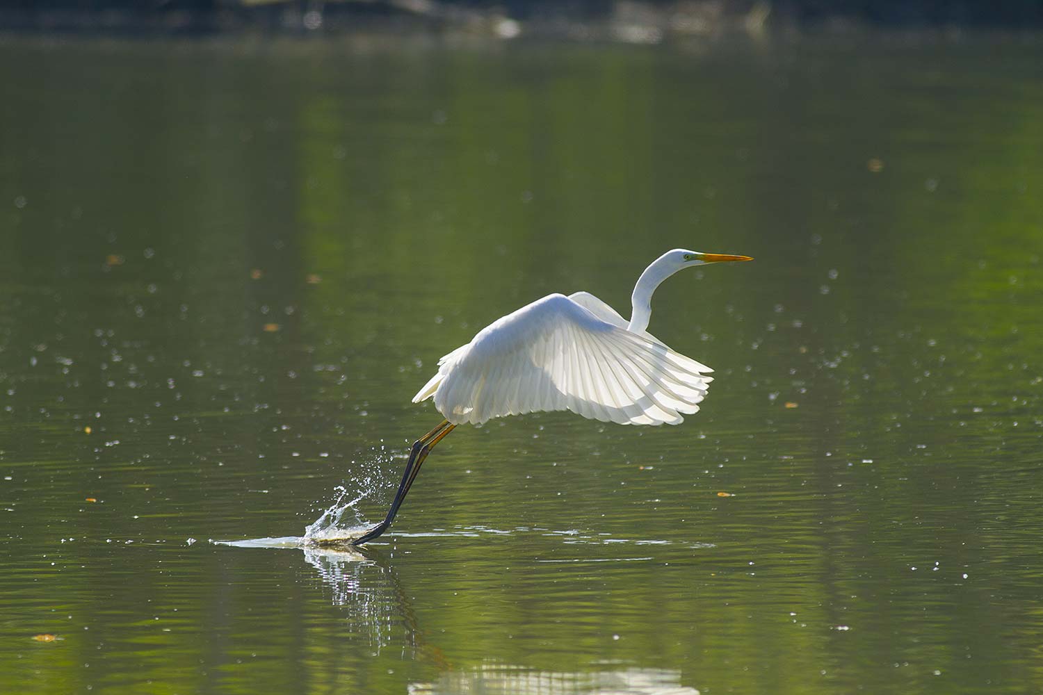Airone bianco maggiore