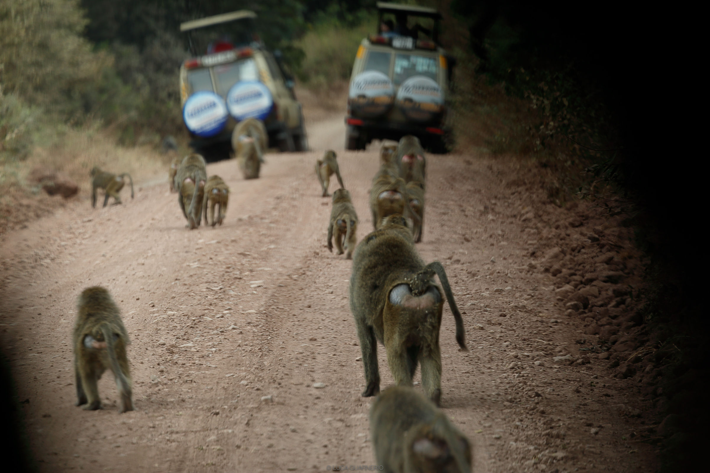 Baboons on the road