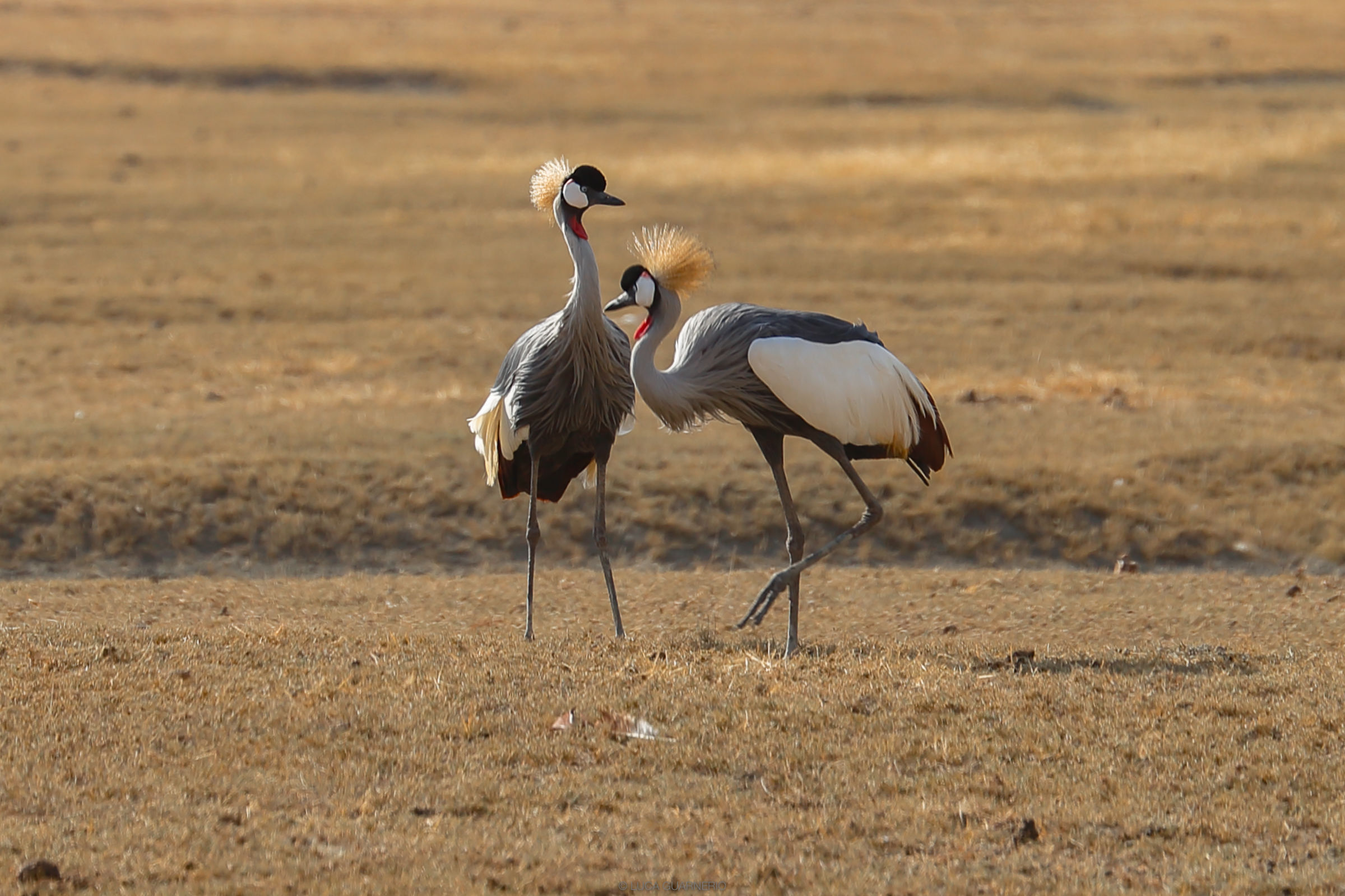 Crested cranes