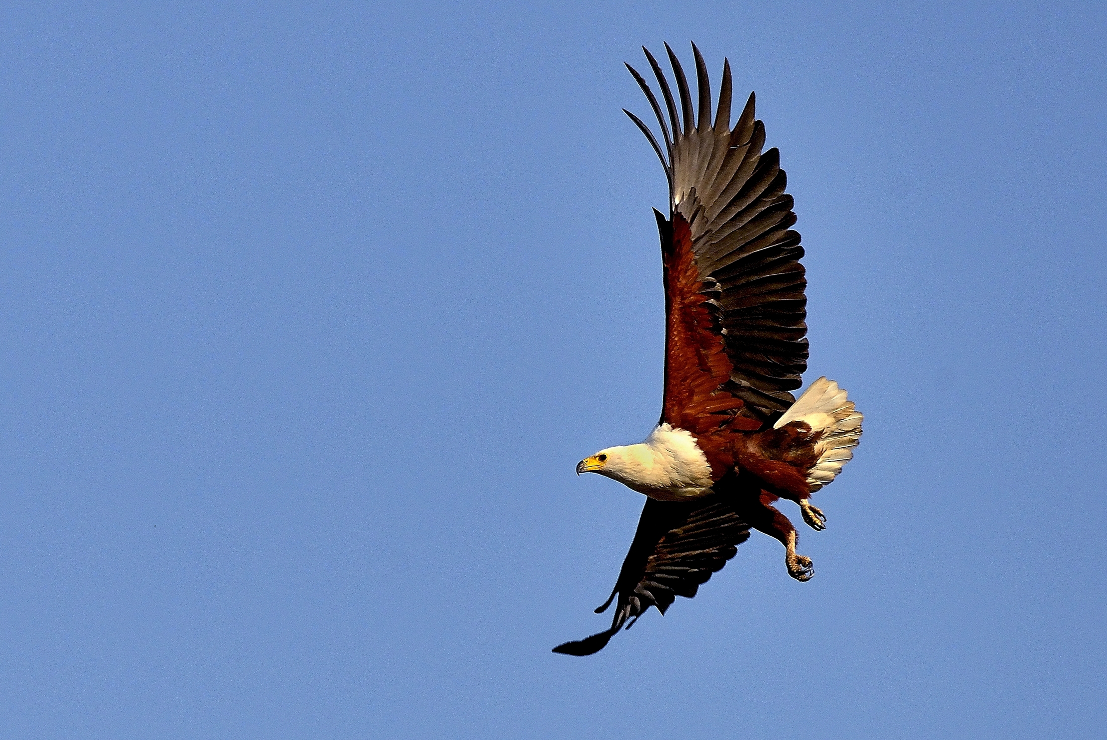 Zambia 2015 - Fish eagle