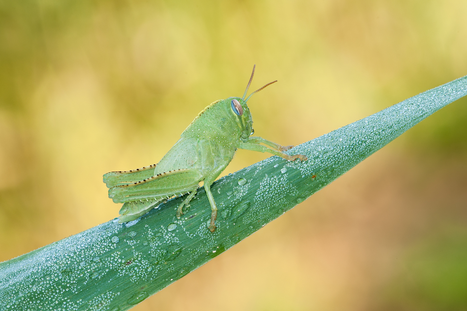 Anacridium aegyptium