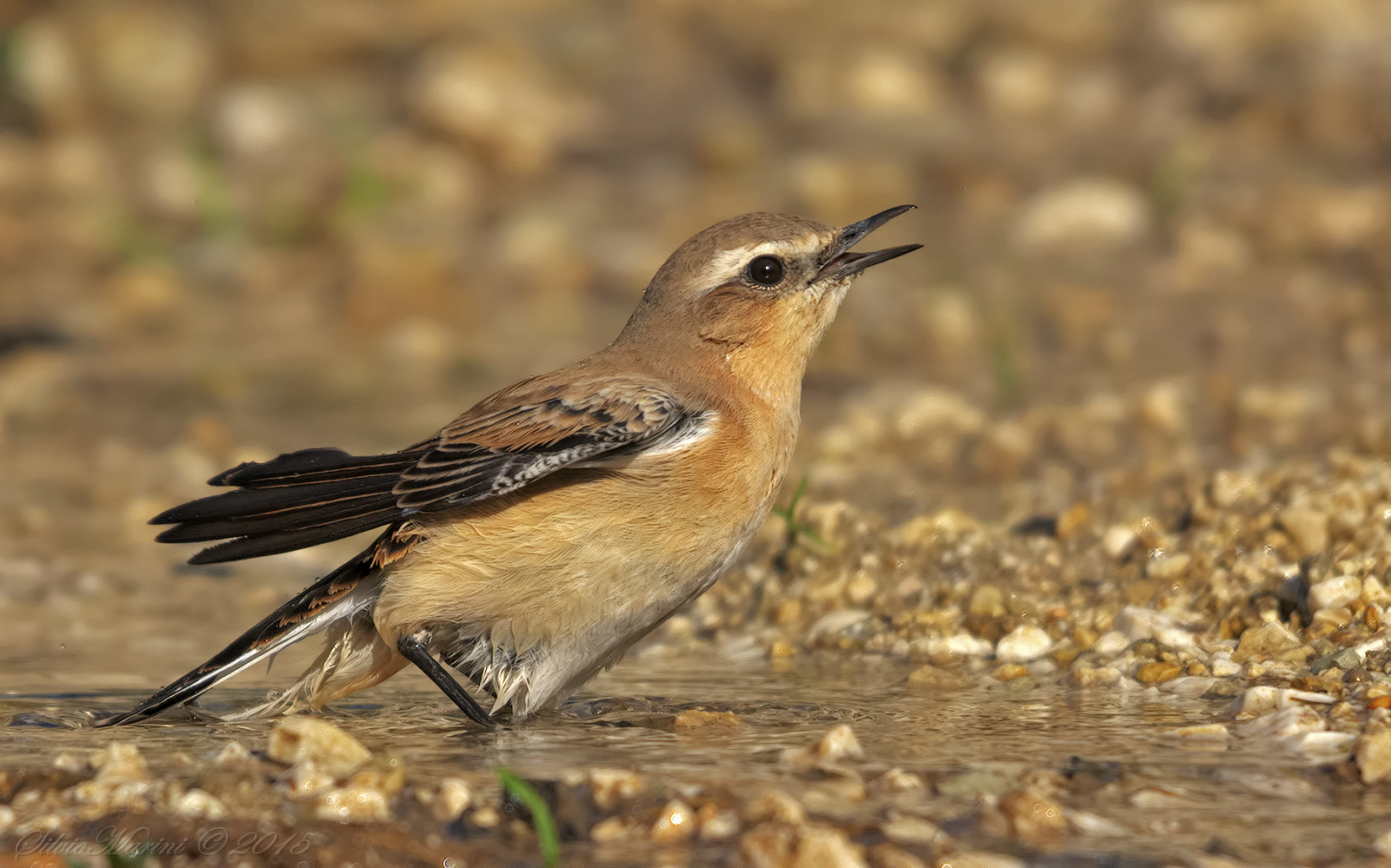 Wheatear (Oenanthe oenanthe)