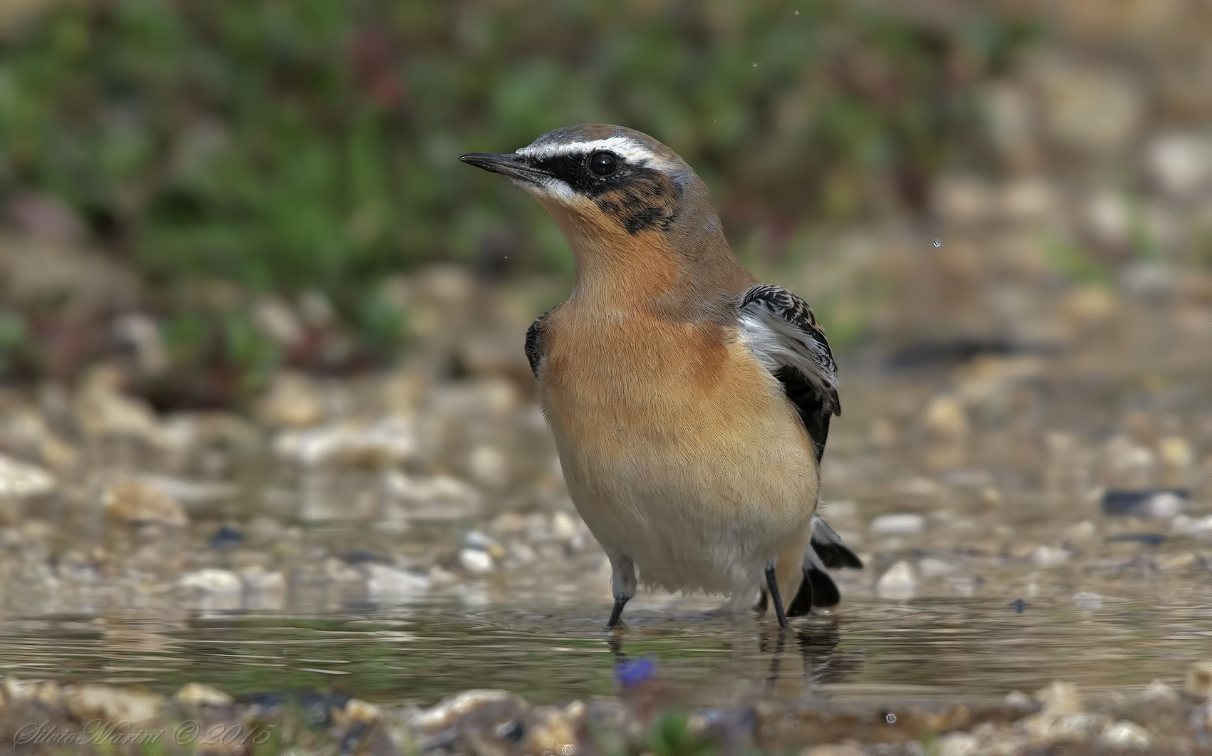 Wheatear (Oenanthe oenanthe)