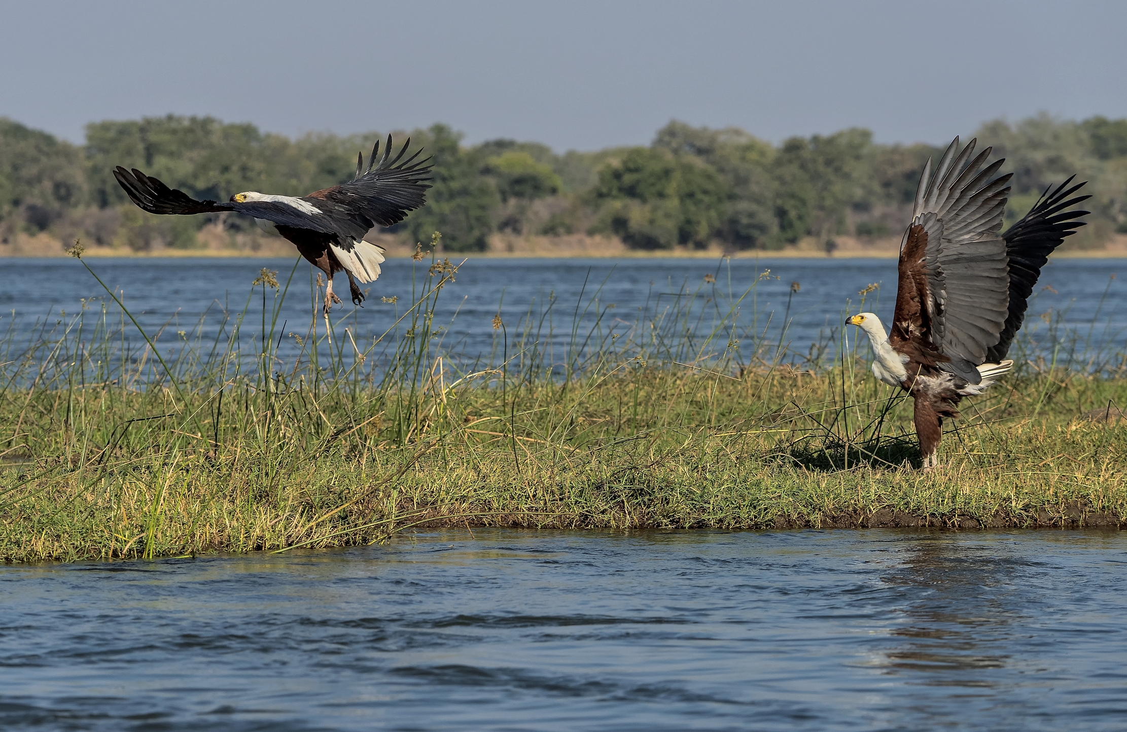 Zambia 2015 - Fish eagle