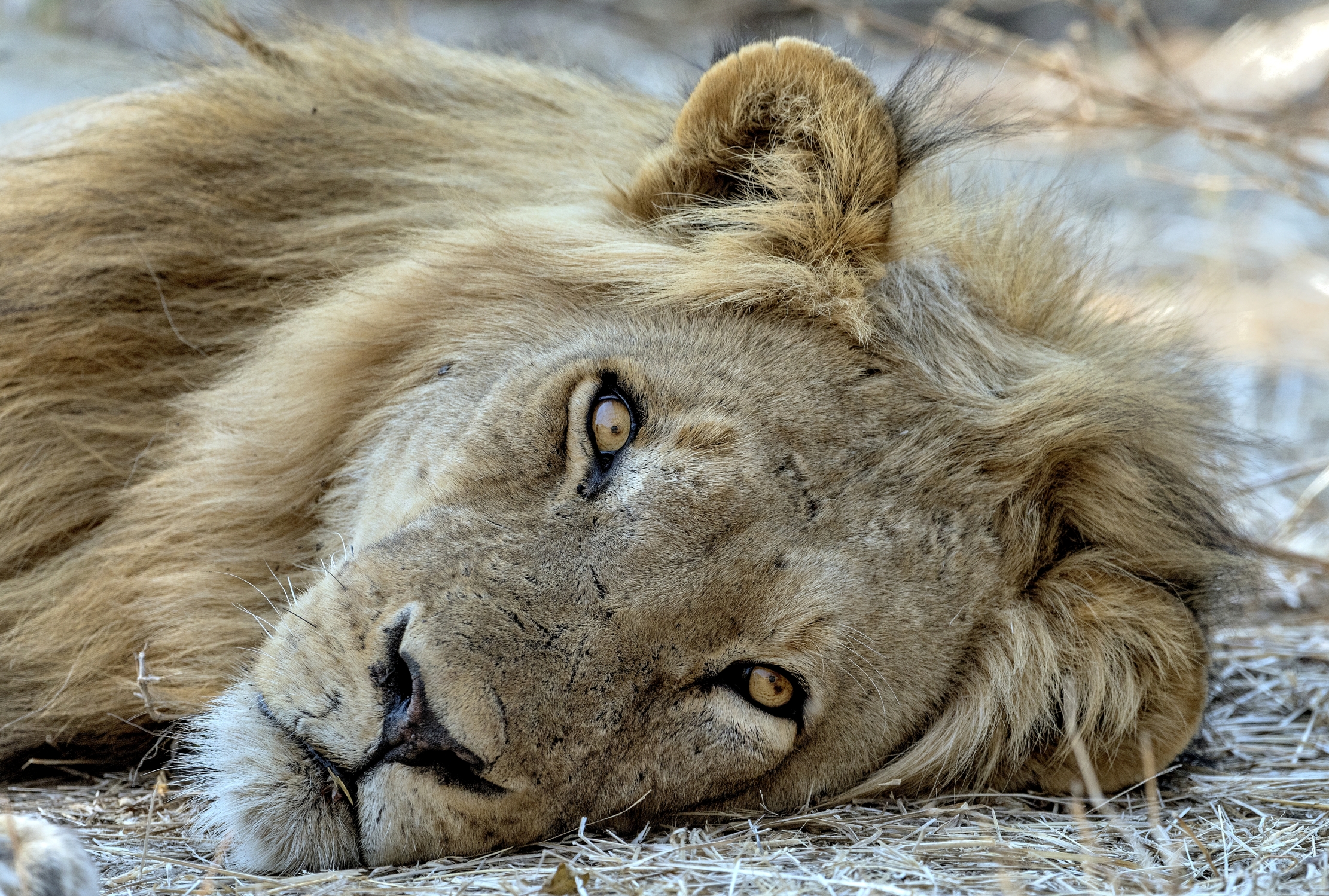 Zambia 2015 - Primo piano