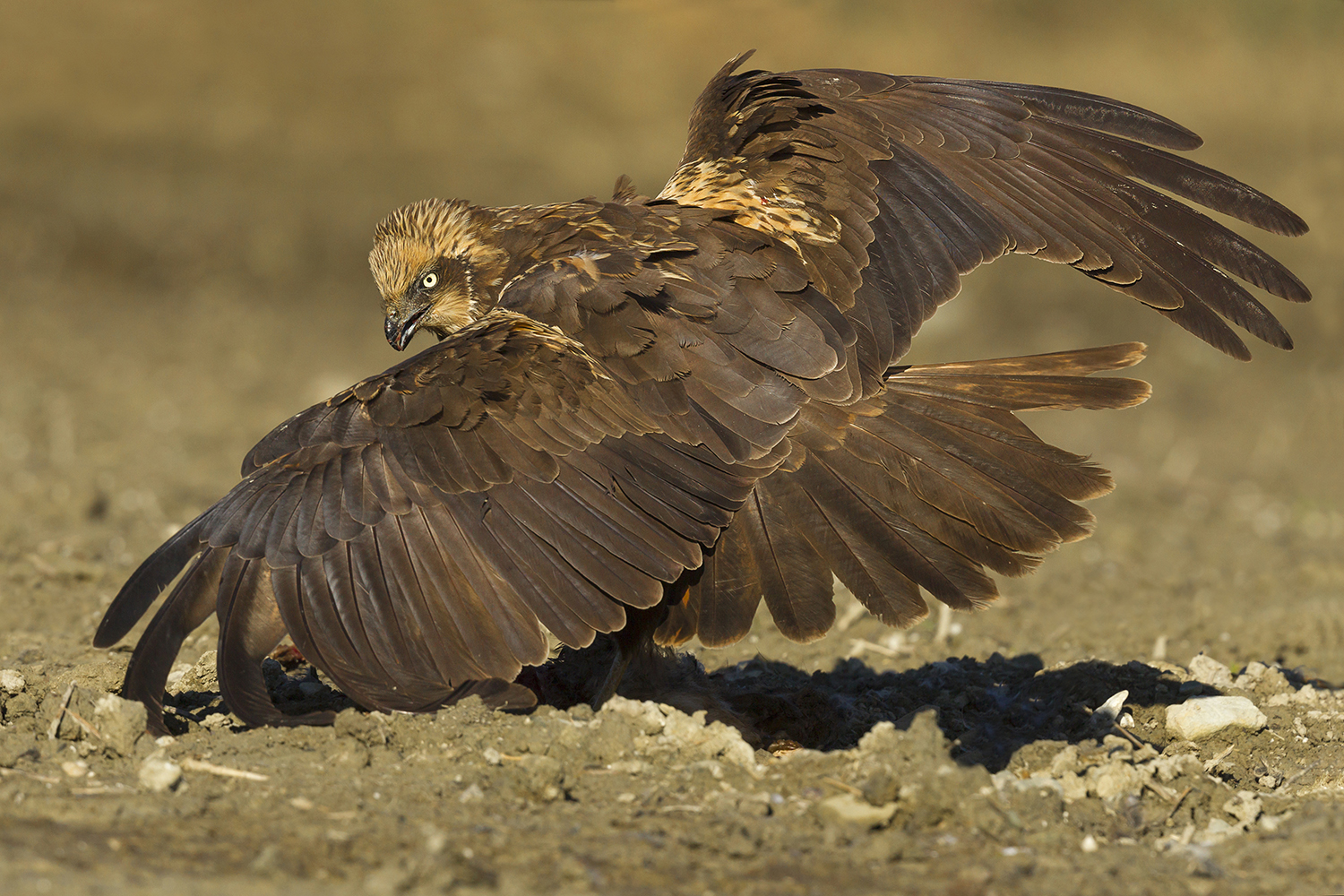 marsh harrier