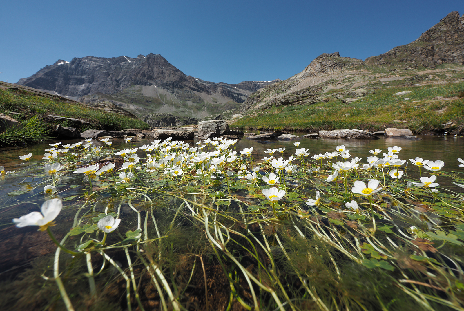 Ranuncoli d' acqua al Gran Paradiso