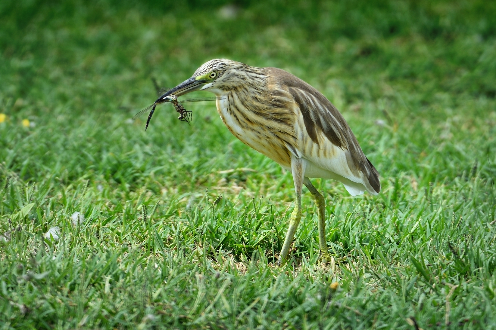 Squacco that gives Dragonflies