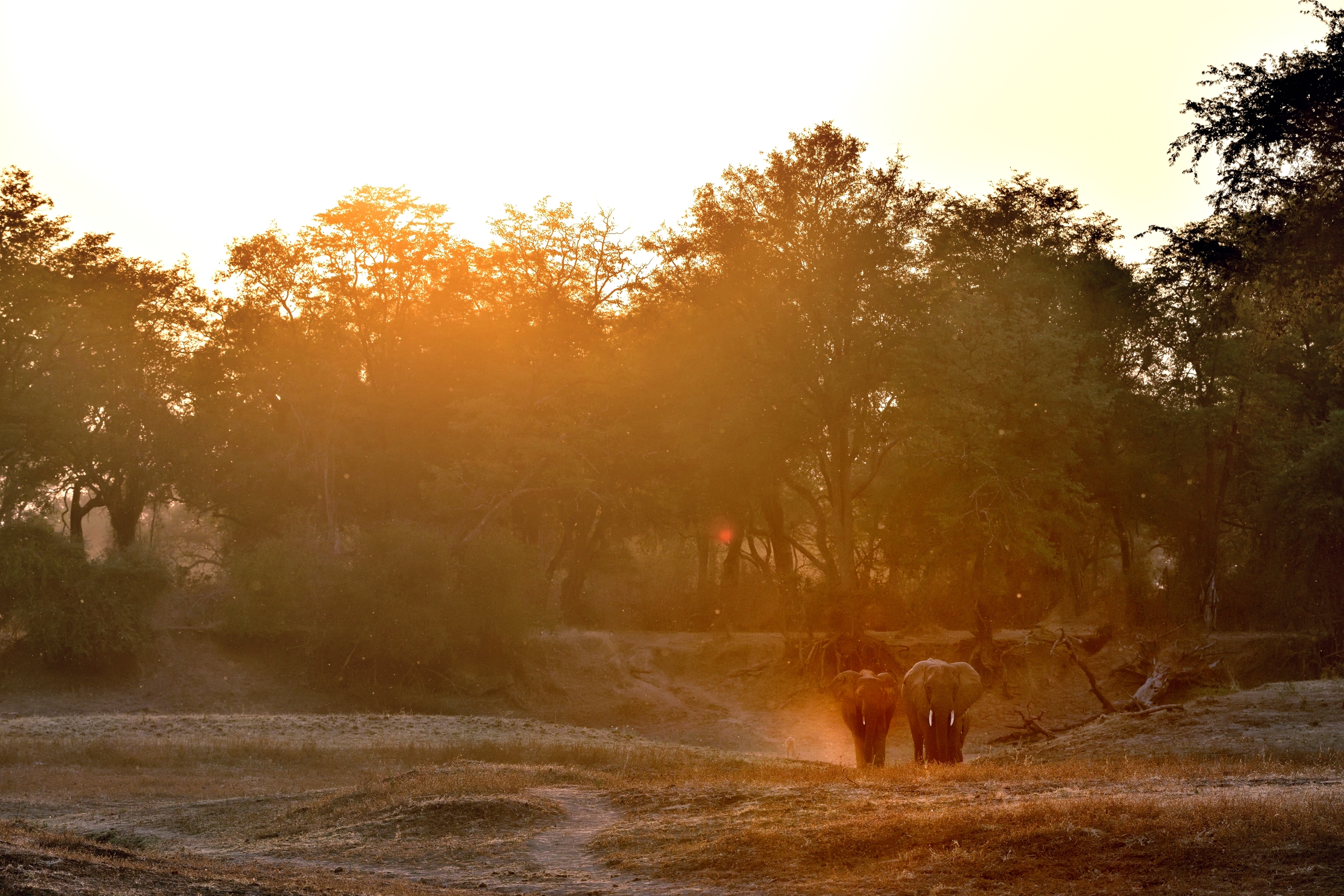 Zambia 2015 - Tramonto sul Luangwa