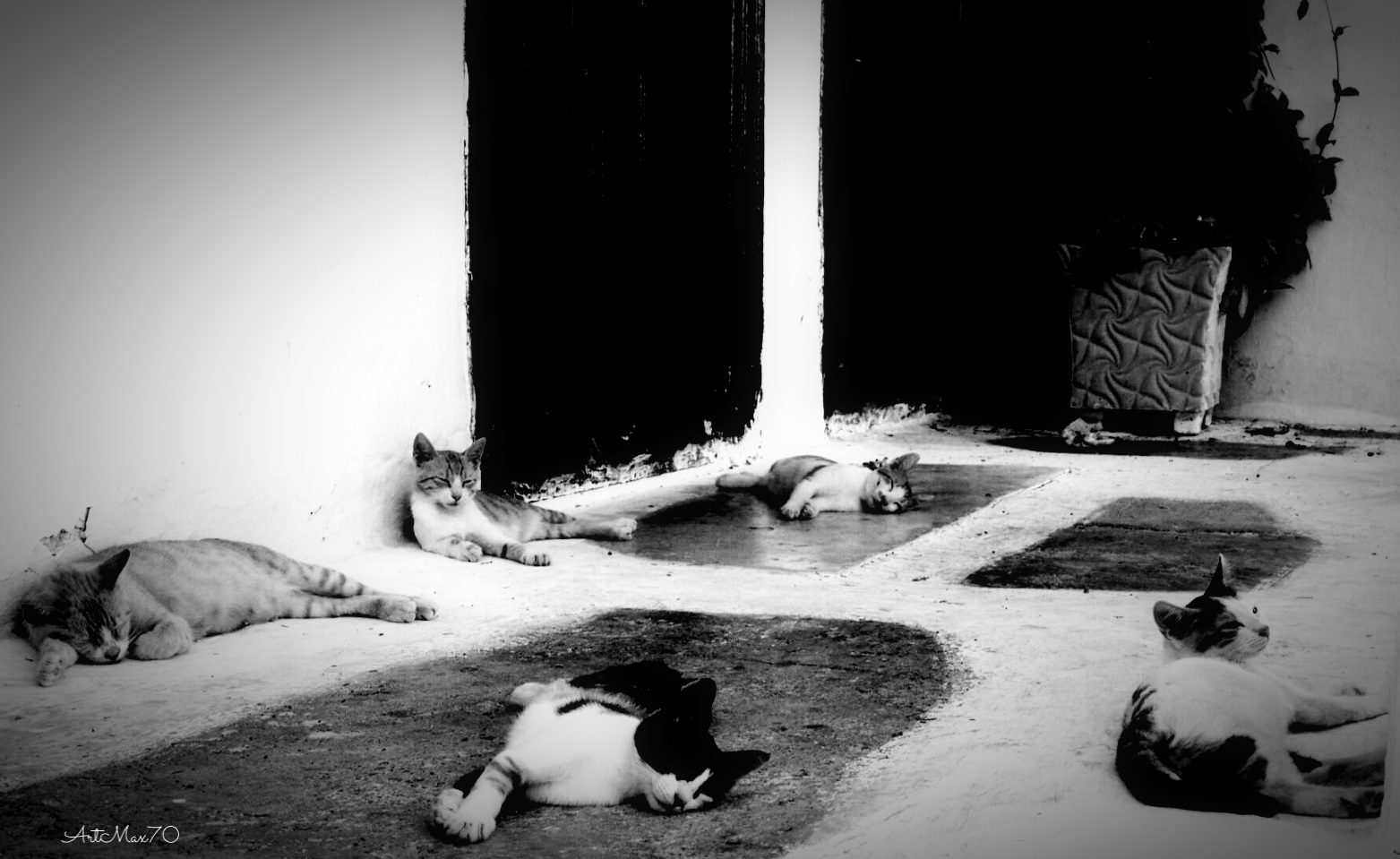 non pigliar pesci...