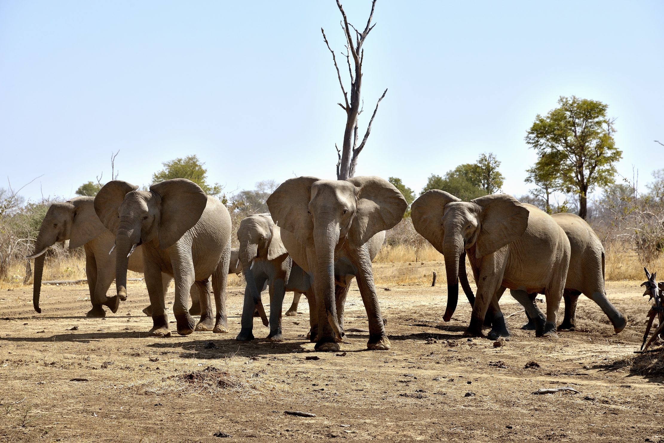 Zambia 2015 - Facciamo muro