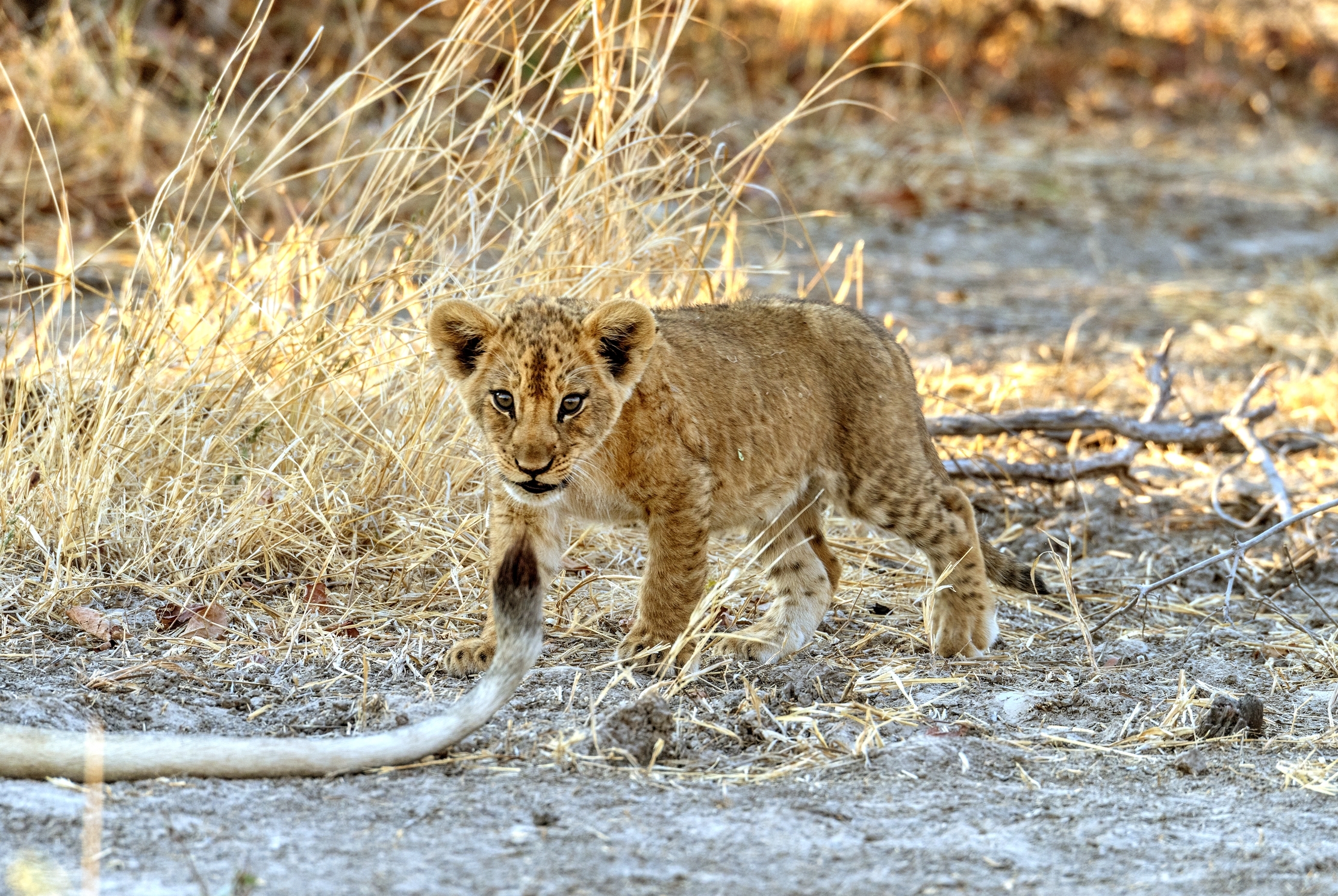Zambia 2015 - Che coda!!