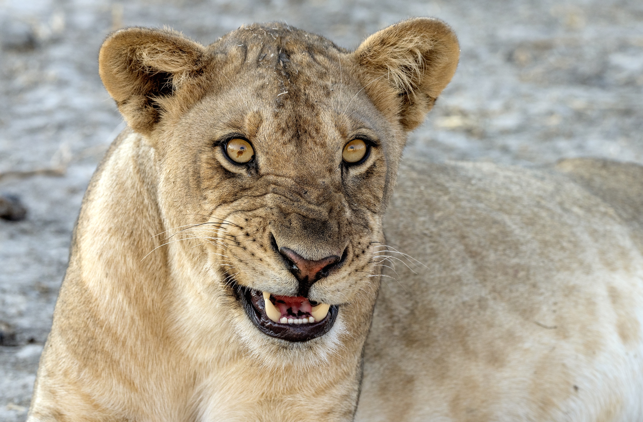 Zambia 2015 - Cominci ad arrabbiarsi