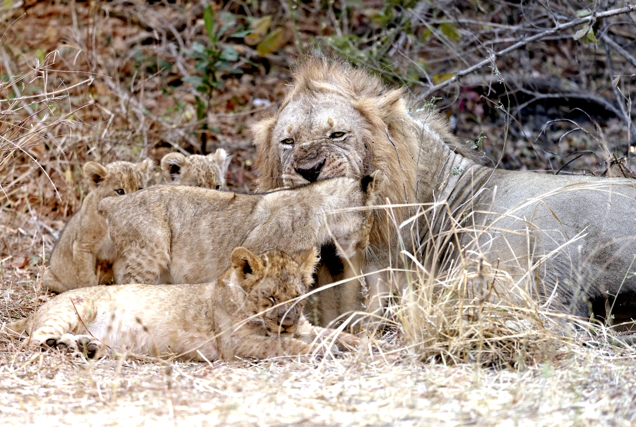 Zambia 2015 - Amore paterno