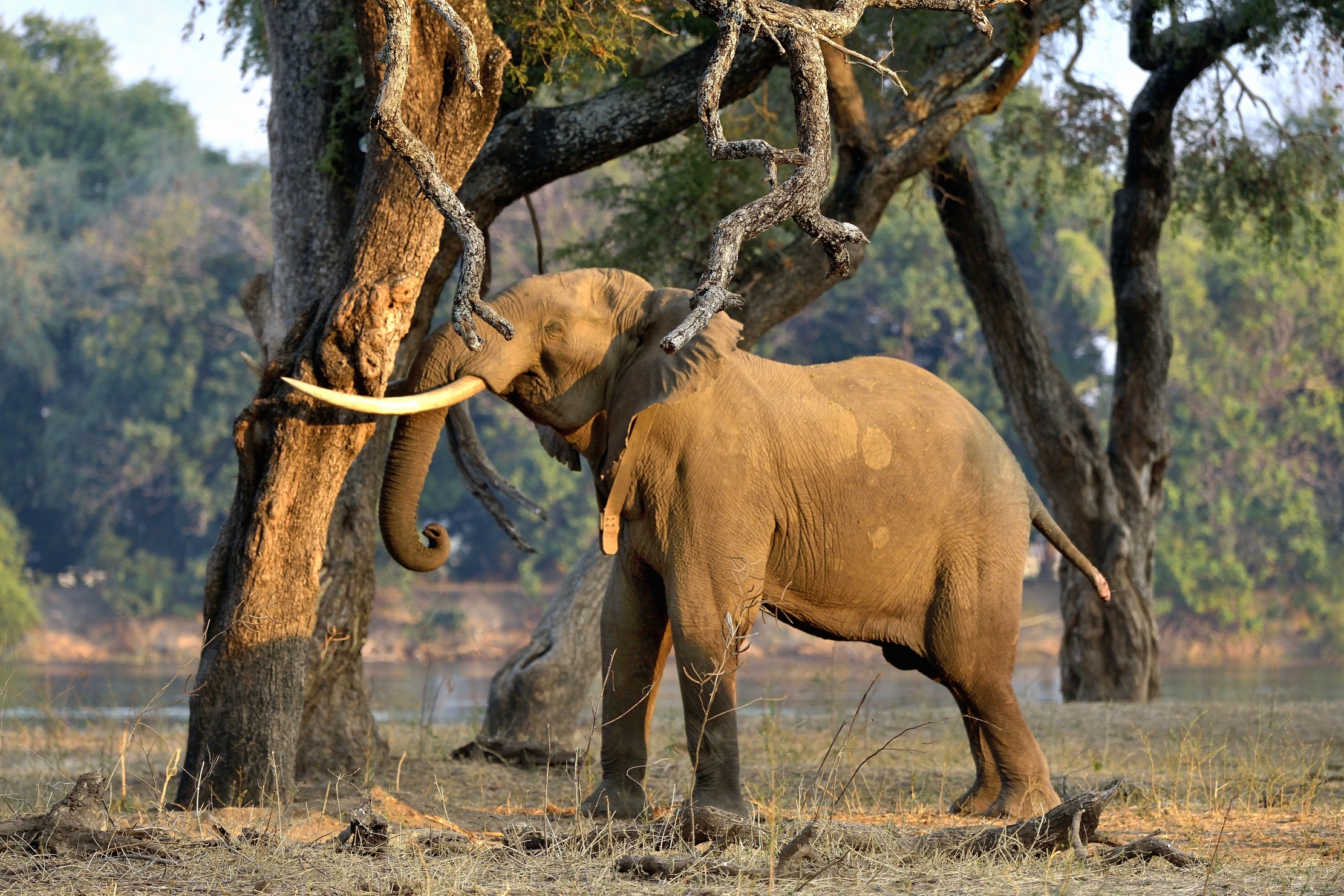 Zimbabwe 2015 - Sempre Boswells in azione