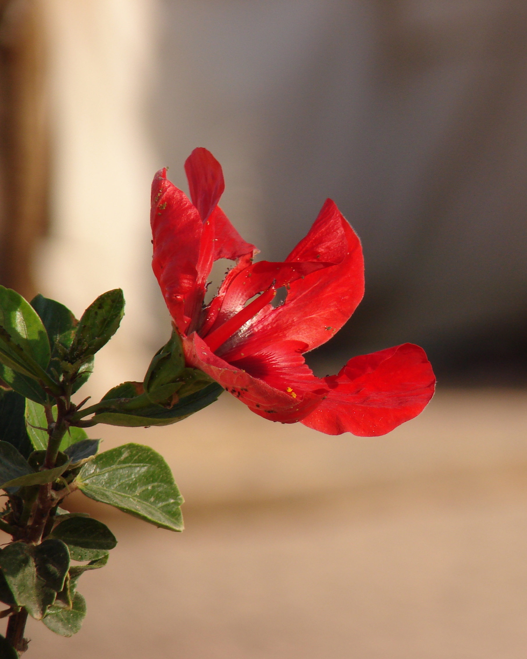 Un fiore nel deserto
