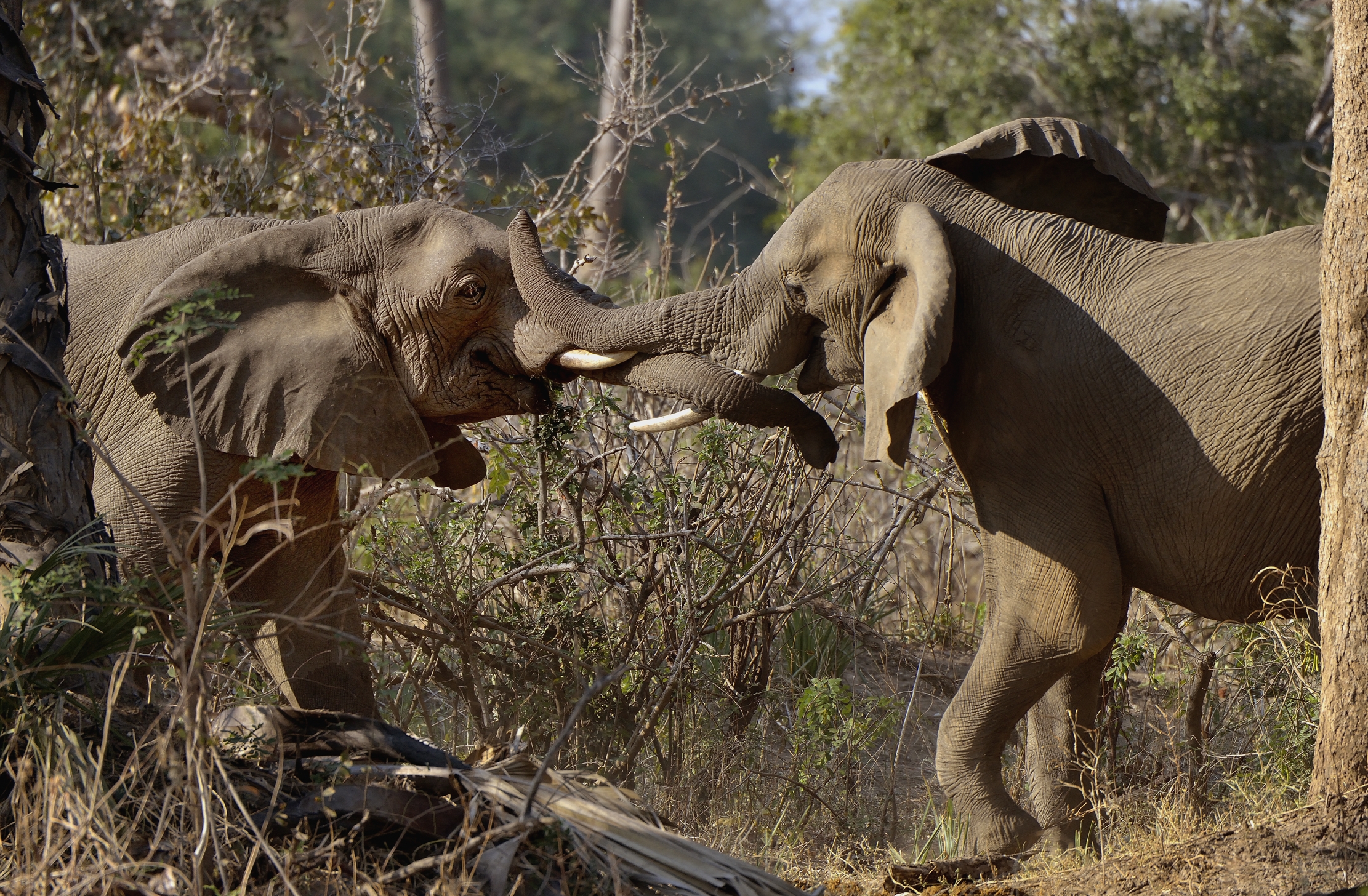 Zambia 2015 - Confronti