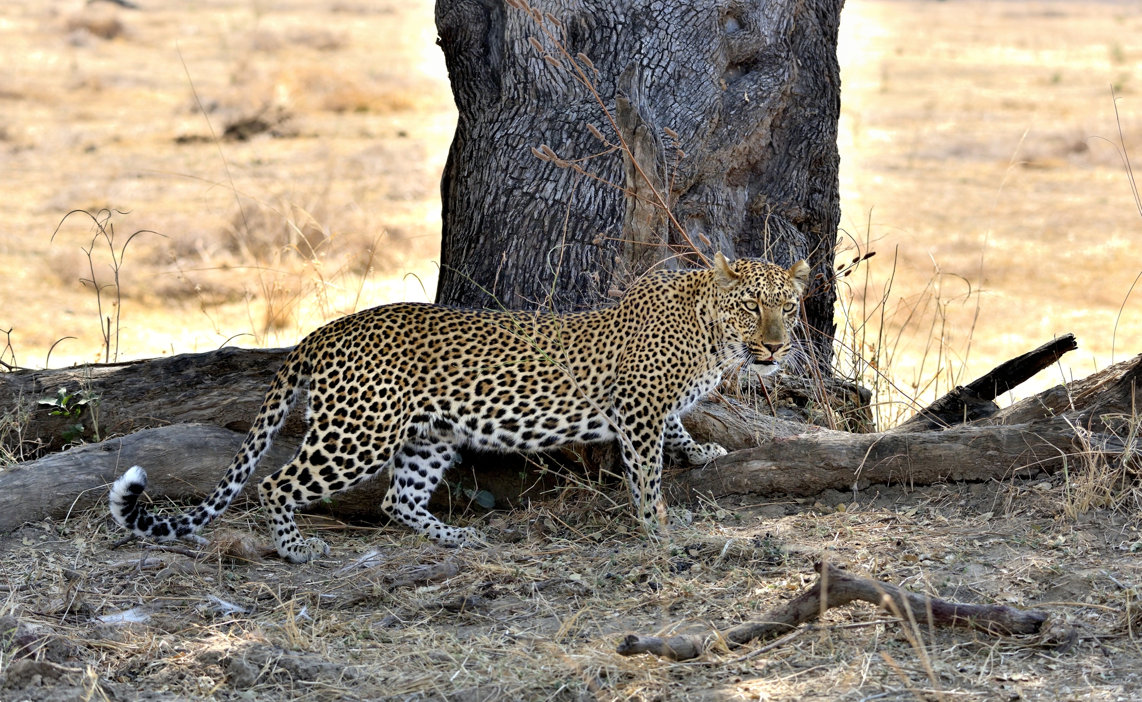 Zambia 2015 - Diffidenza