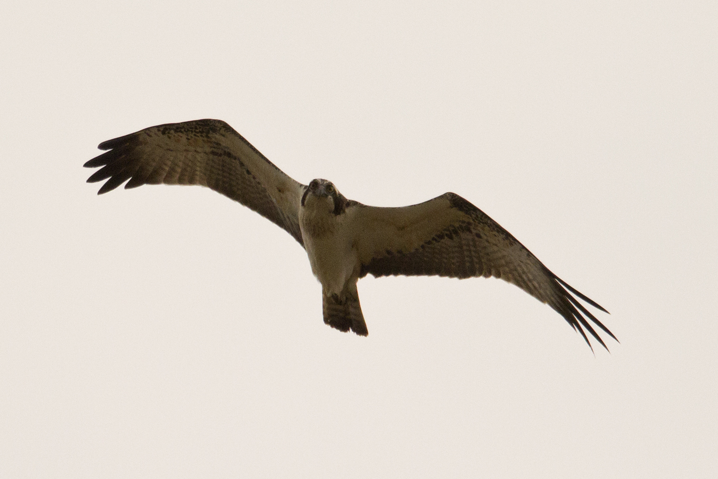 i fotografi sono commestibili?