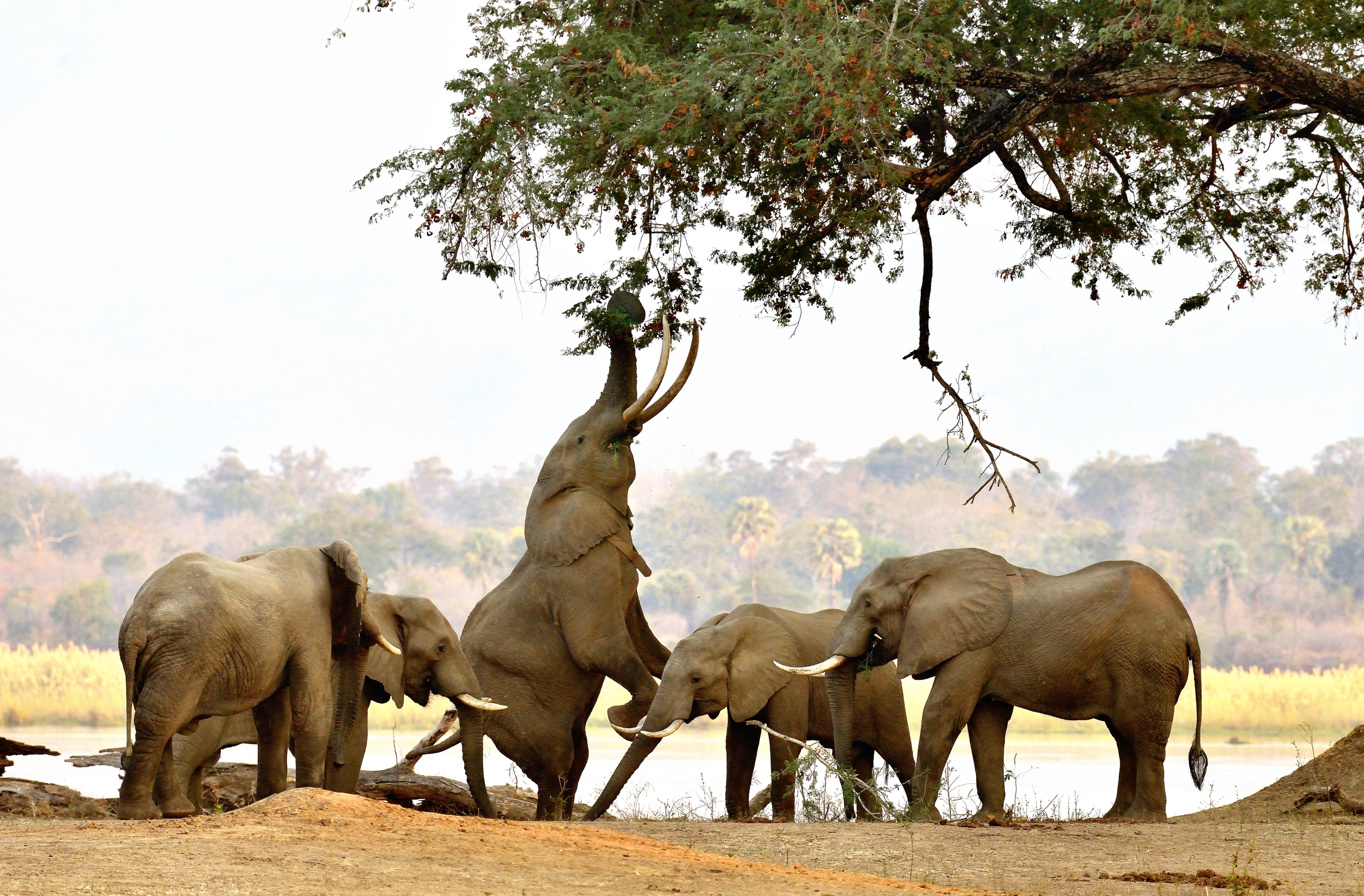 Zimbabwe 2015 -  Boswells